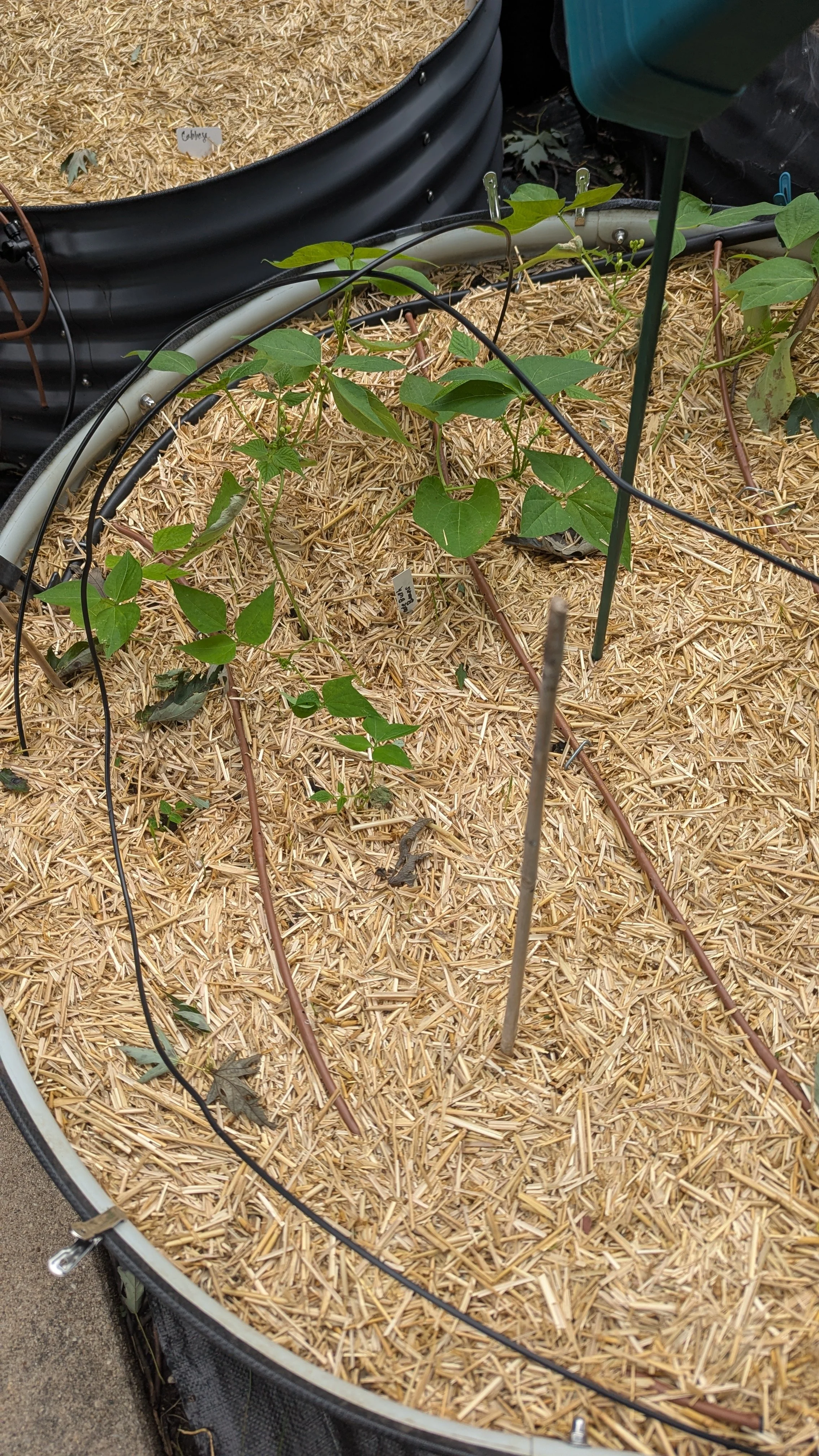 Blue Lake Bush Beans