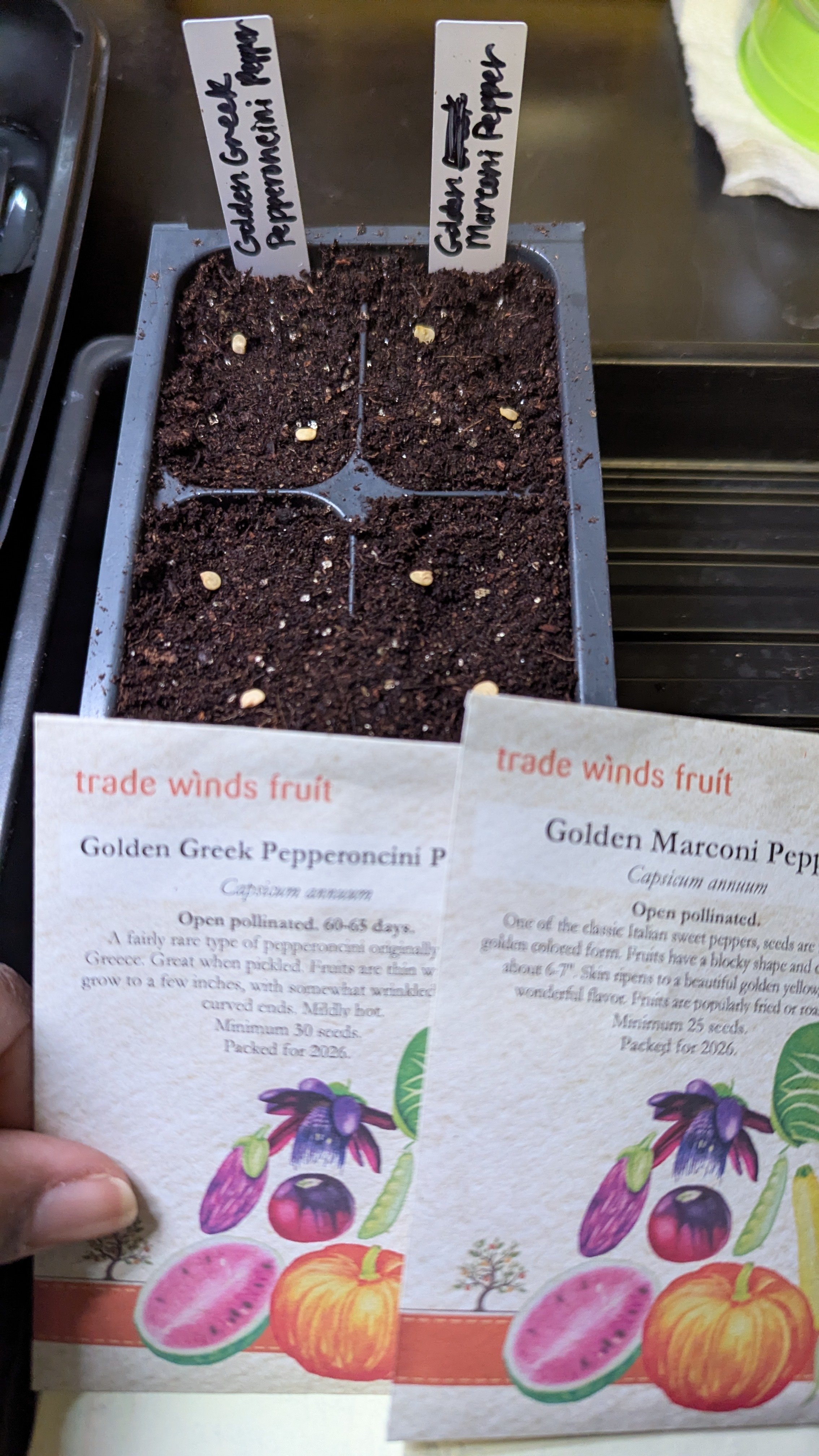 Two pepper seed packets and a four cell seed tray with freshly sown seeds and garden tags.