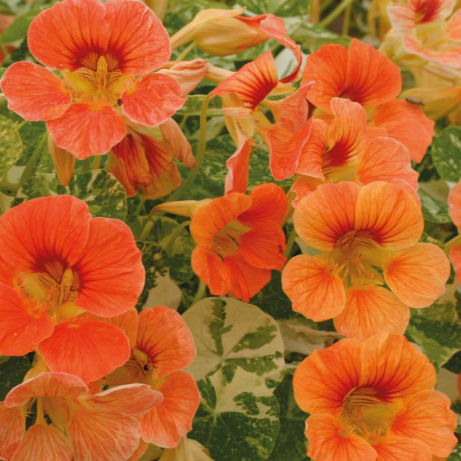 Nasturtiums: In the TigreBlume garden, Nasturtiums are more than just a pretty face; they are a vital part of my pest-management team. Known as a 'trap crop,' they naturally draw aphids away from my precious peppers and tomatoes. By starting them ind