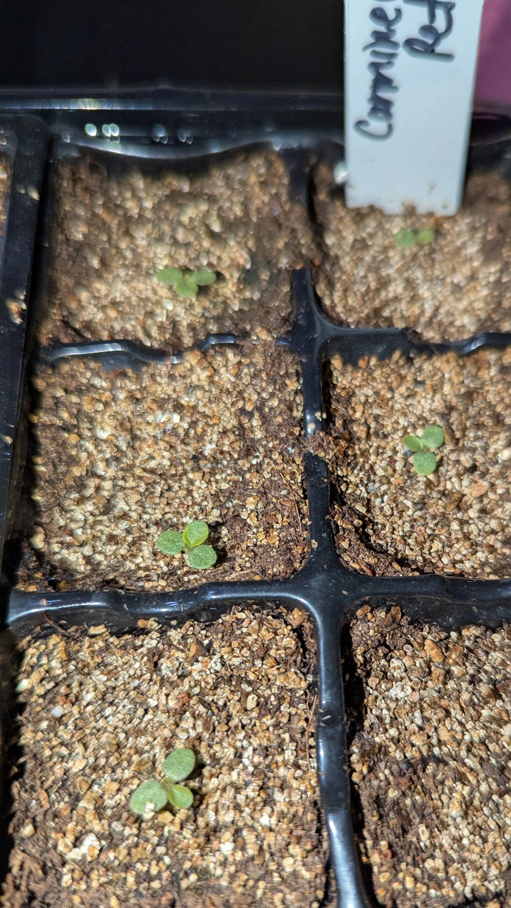 Wave Carmine Velour petunia seedling in February.