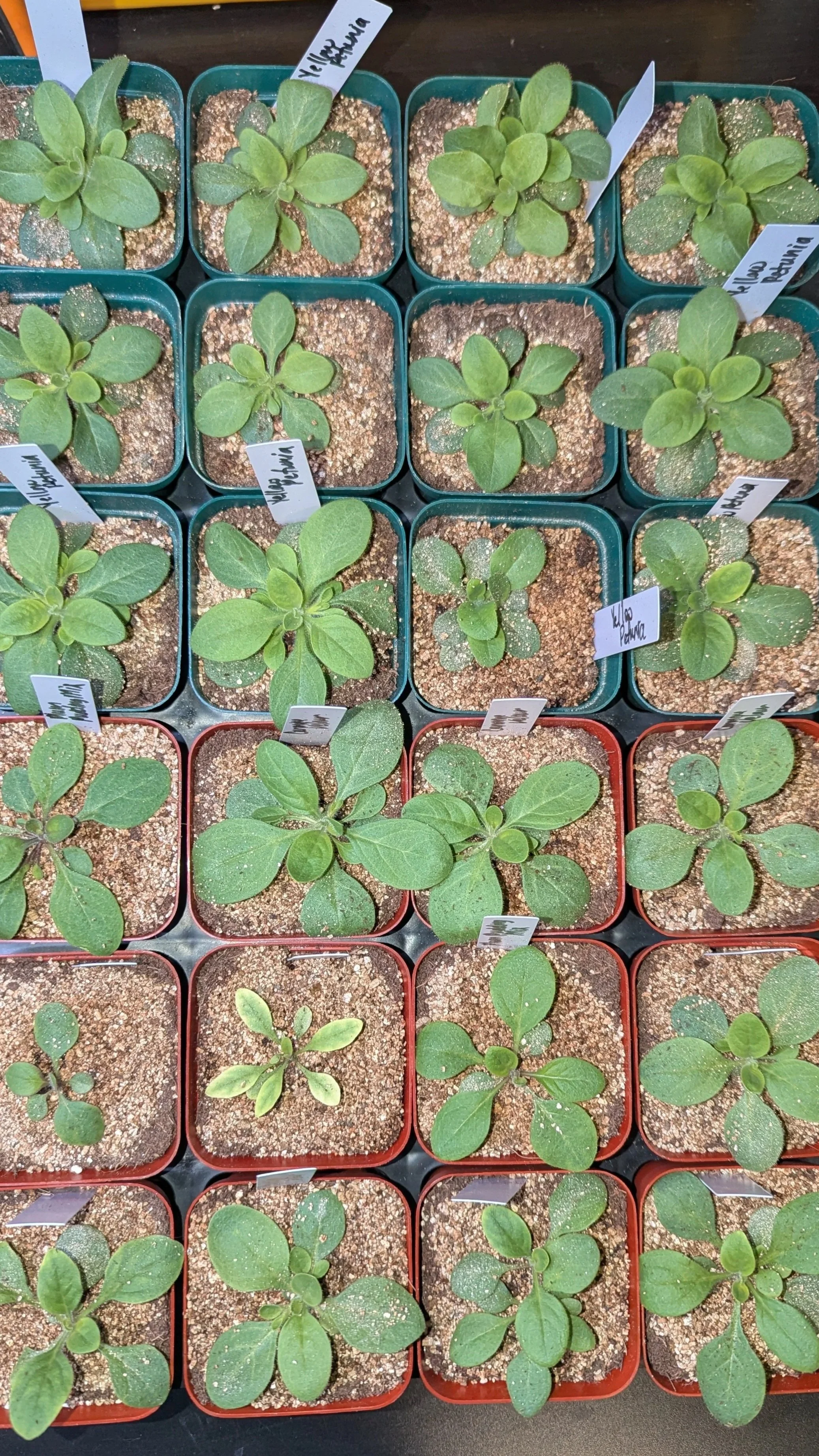 Up-potted Easy Wave Yellow, Easy Wave Plum Pudding Mix & Wave Carmine Velour petunias plants in March.