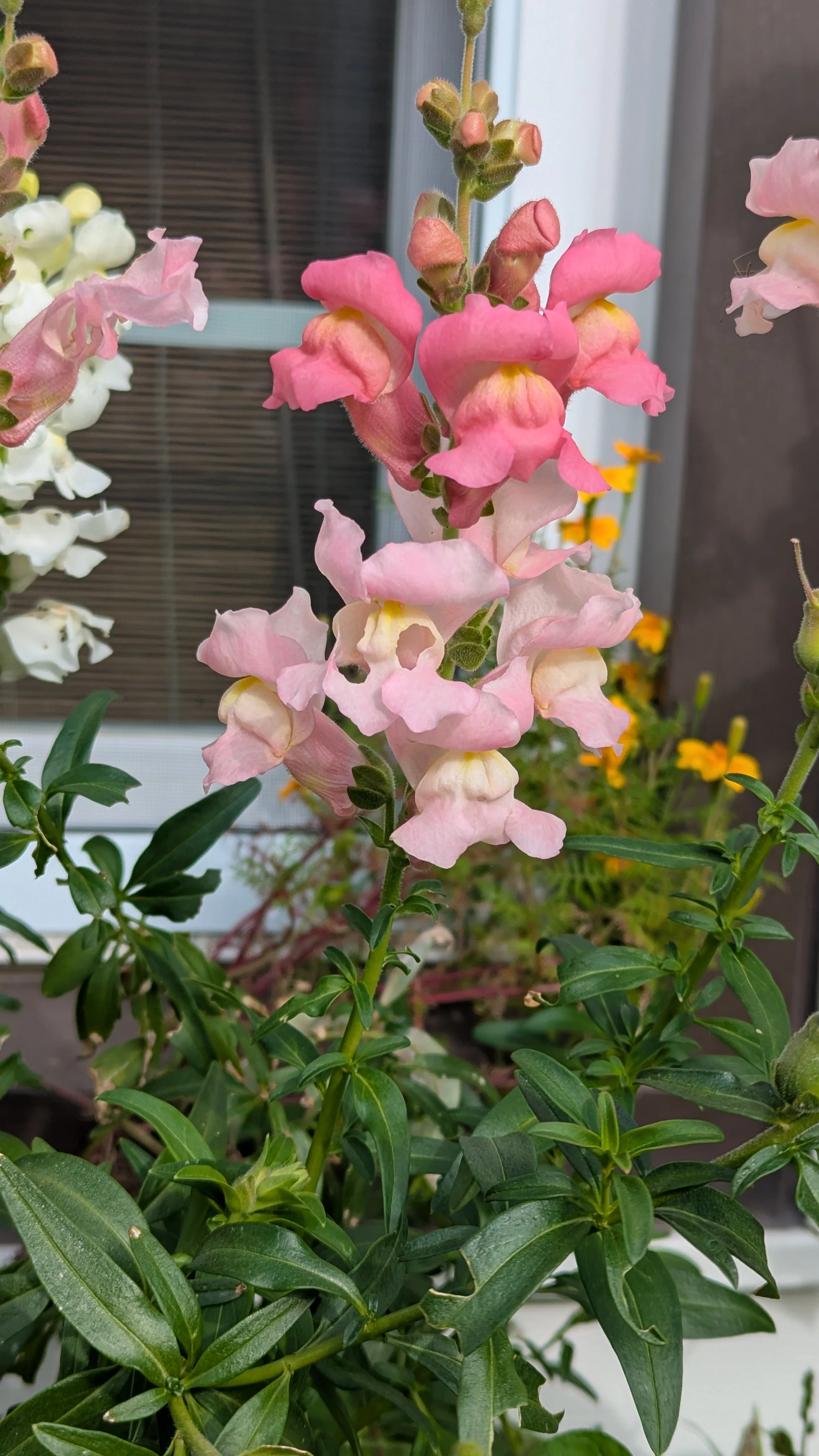 Snapdragons
