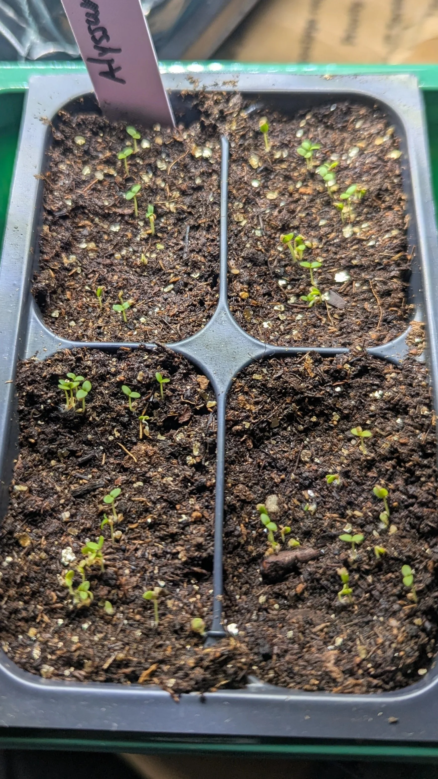 Alyssum seedlings in plant tray.