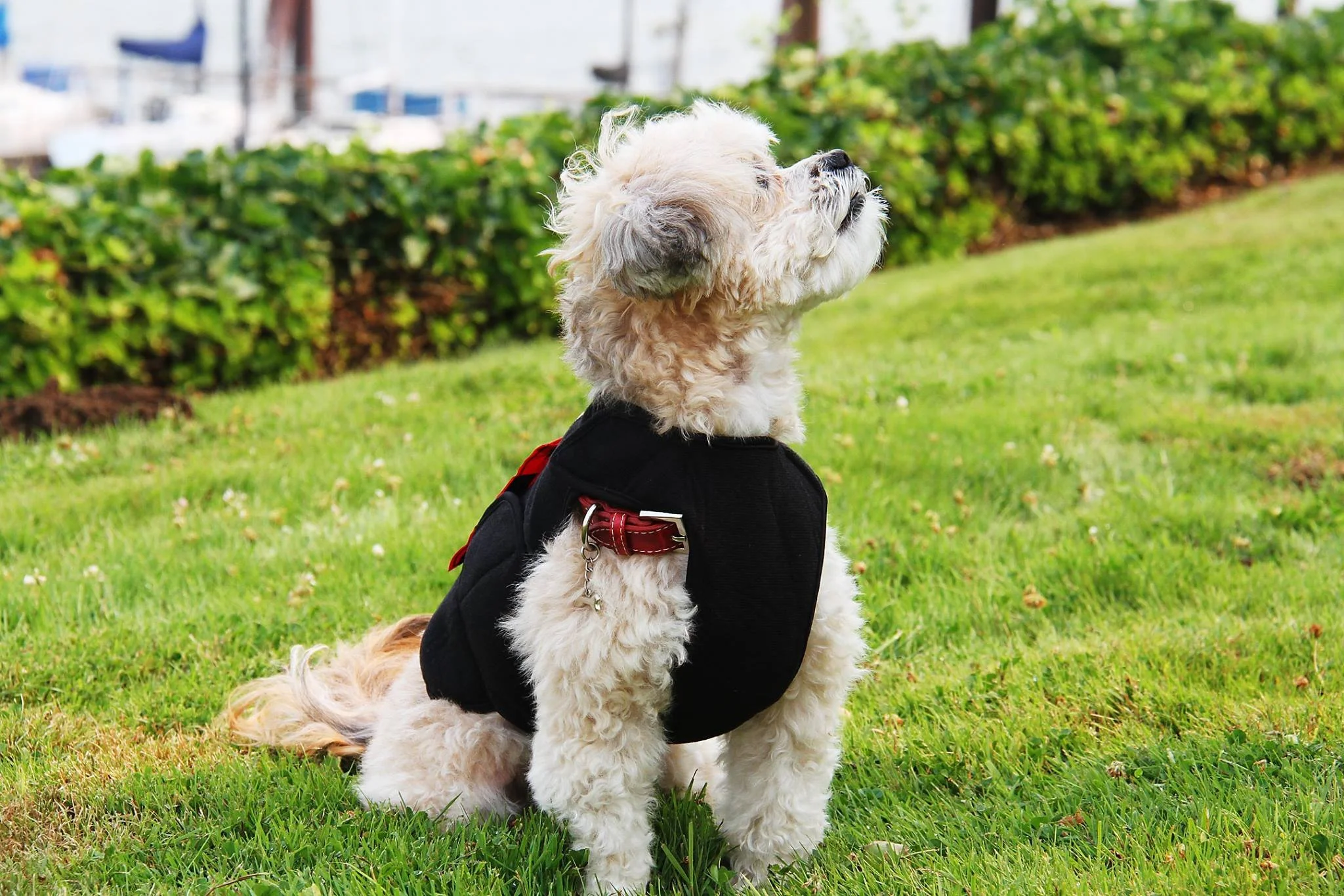 Dog wearing an anxiety wrap