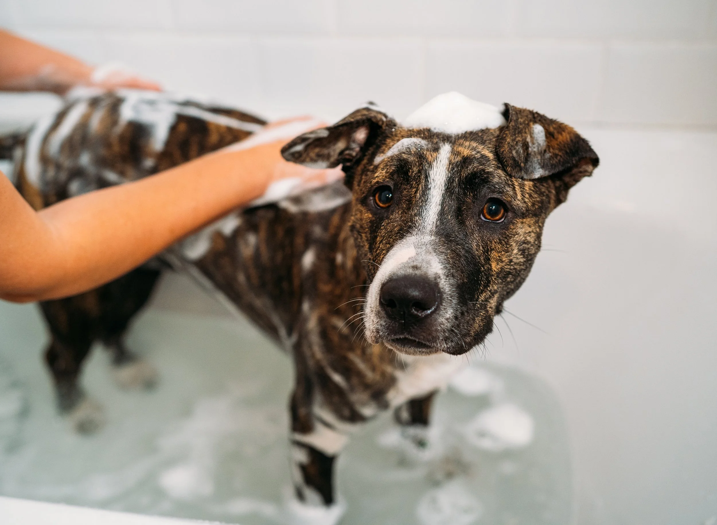 dog getting a bath