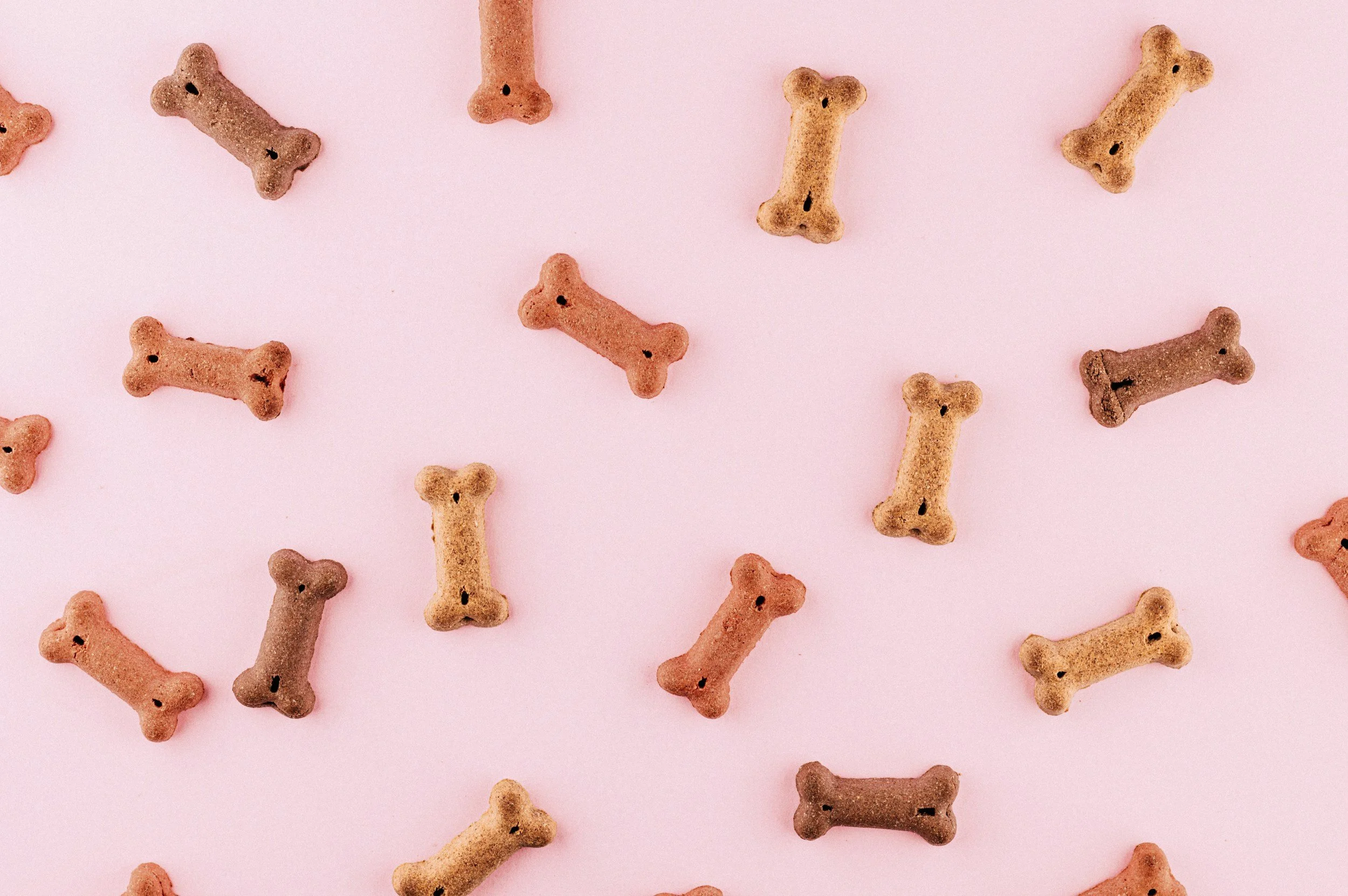 Dog bone-shaped dog treats scattered over a pink background.