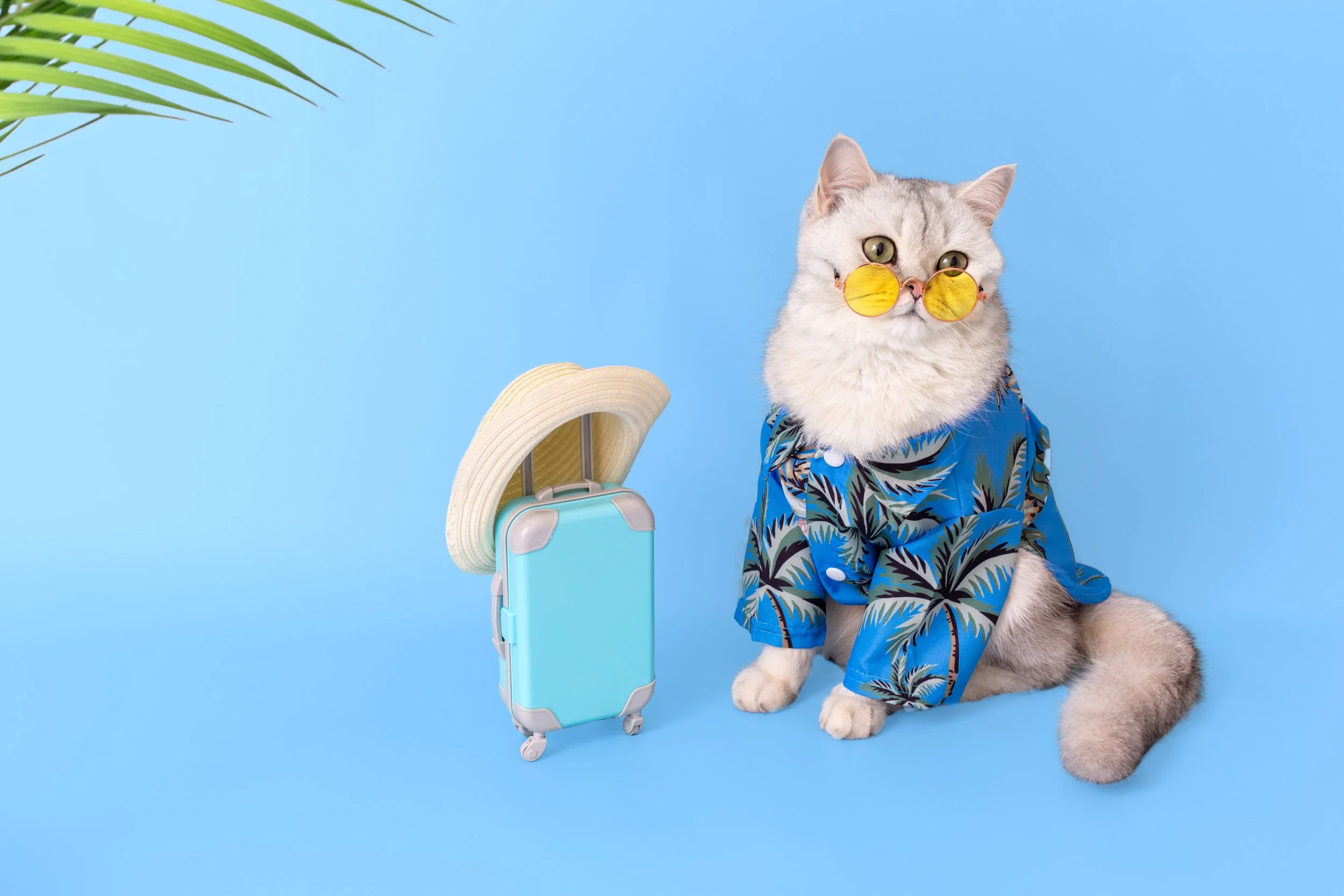 cat in sunglasses with a suitcase