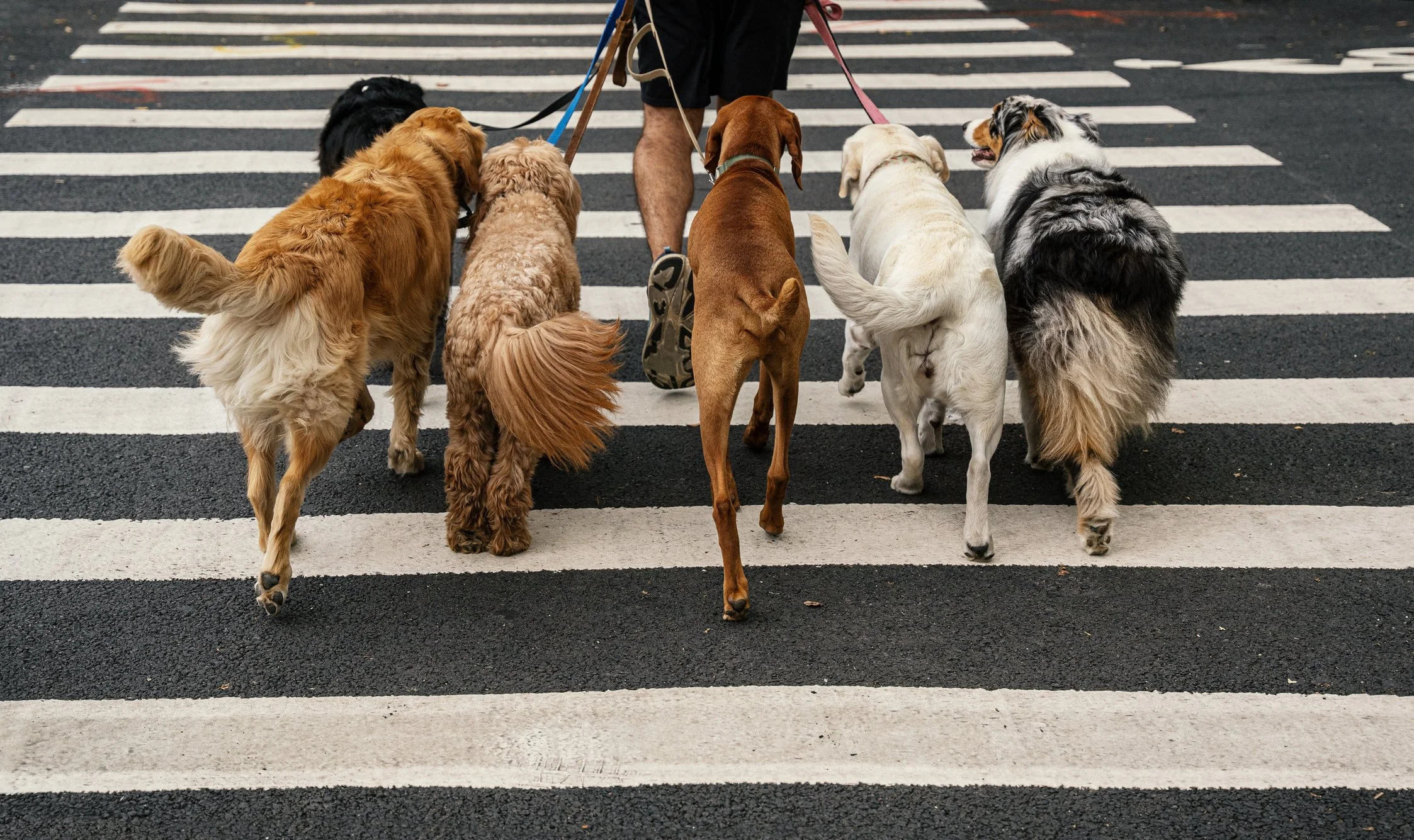 Professional dog walking service with multiple dogs safely crossing a city street on leashes