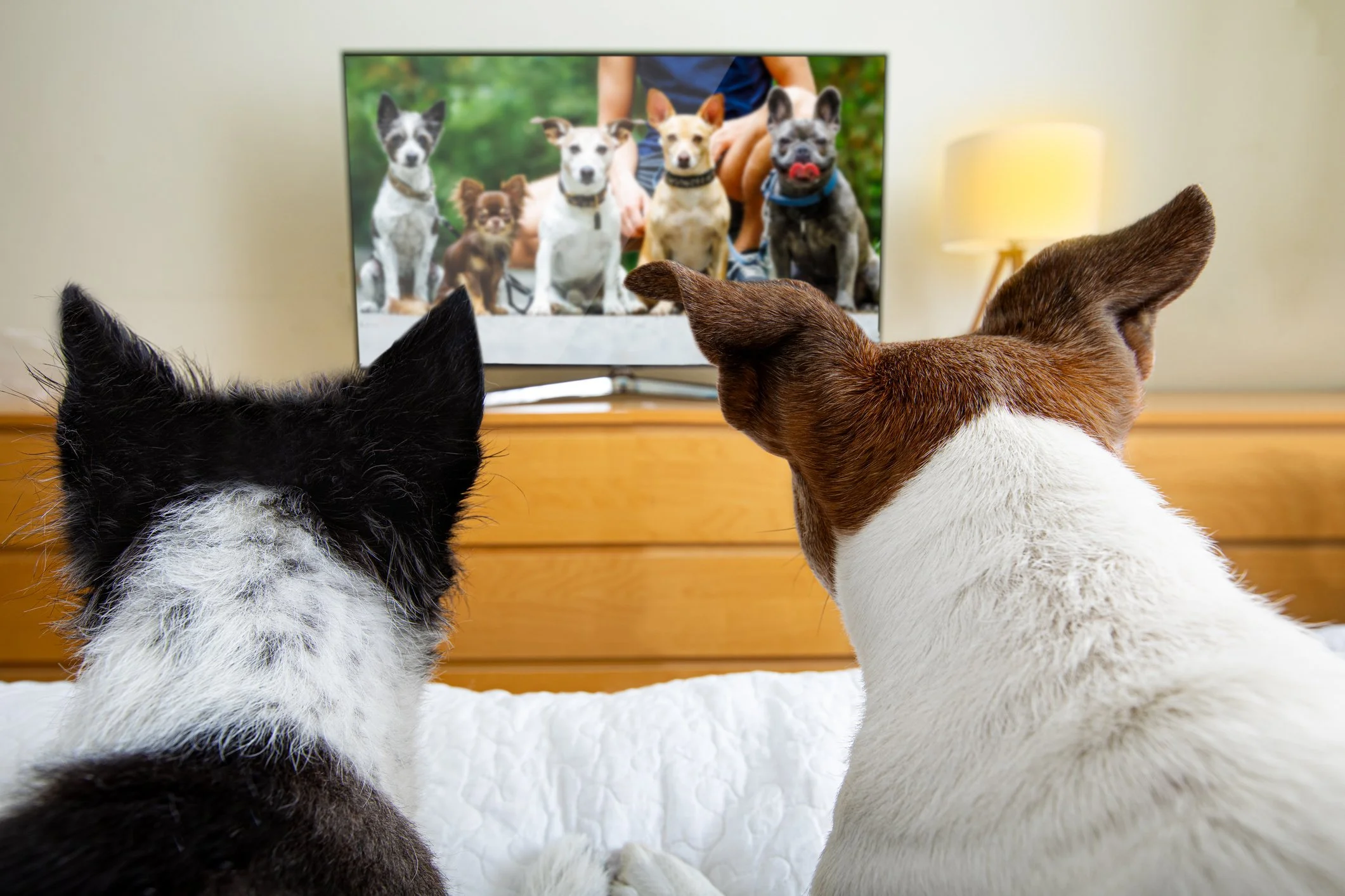 Two dogs sitting on a white fluffy rug, facing a television screen displaying six other dogs outdoors.