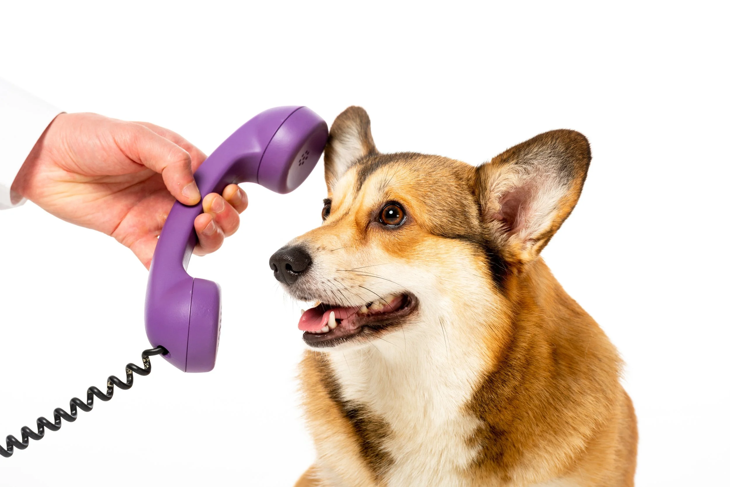 Cropped image of man giving telephone tube to adorable corgi isolated on white background stock photo