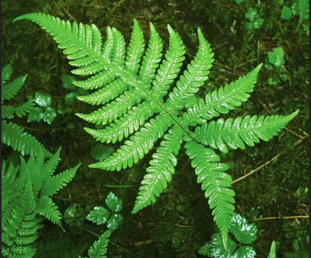 fern.png