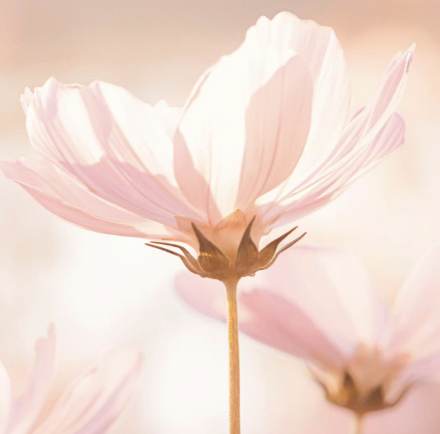 pink flower at sunrise