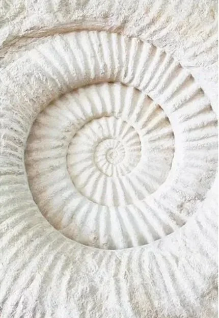 Ammonite Fossil Print.jpg