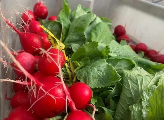 Now THAT&rsquo;S what you can call FRESH!! 🥬 Oh, did you know you can get a WEEKLY veggie box from us?? Well, you CAN!!

🔽 Pick up locations 🔽

📍 Watseka 
📍 @kankakeefarmersmarket 

Comment below if you want more details 👇🏽

#kankakee #kankake