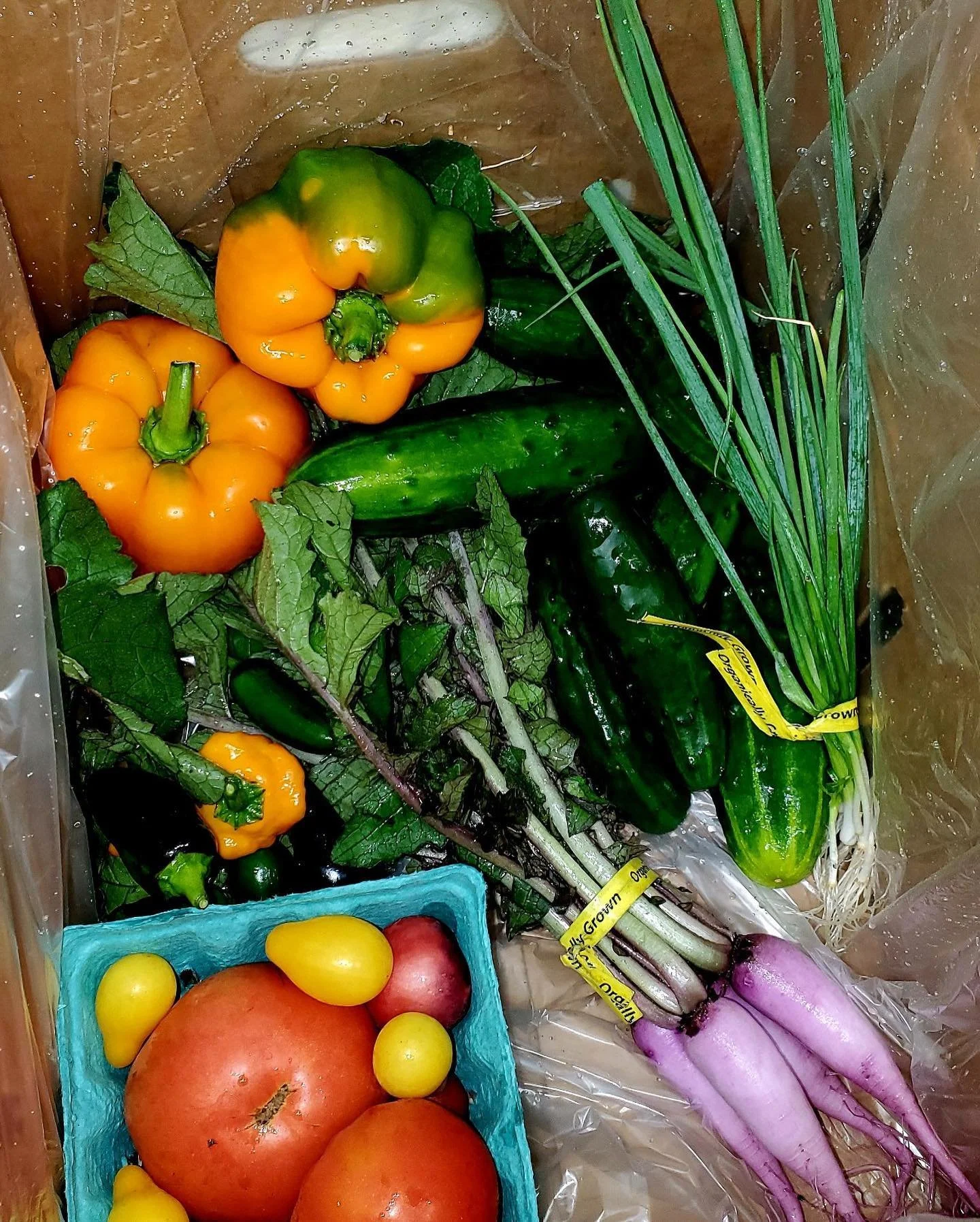 Our CSA boxes this week! No filter needed for these bad boys 🌈 

#csa #kankakee #kankakeecounty #kankakeeillinois #smallfarm #illinoisfarm #farming #organic #organicveggies #organicvegetables #iroquoiscounty #shoplocal #localfarm #localfarmers