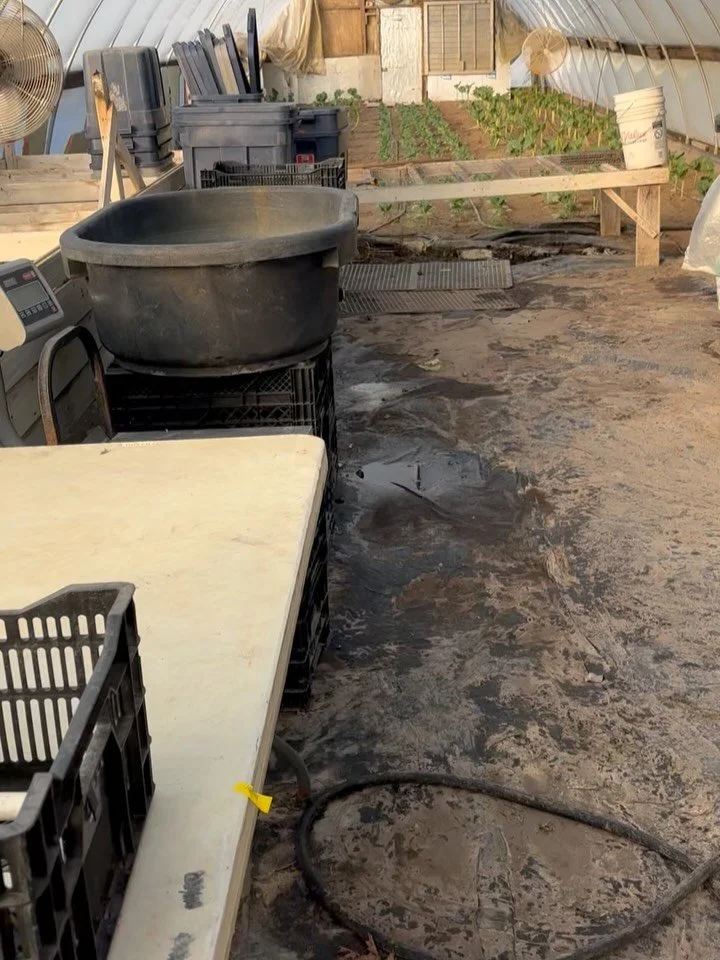 First seedlings 🌱 for 2026 🎉 This year, alongside my husband and farm crew growing vegetables for our 18th year maybe 🤔 I&rsquo;ll be growing, selling, and offering events around flowers.

Though we&rsquo;ve done flowers in the past&hellip;

It wa