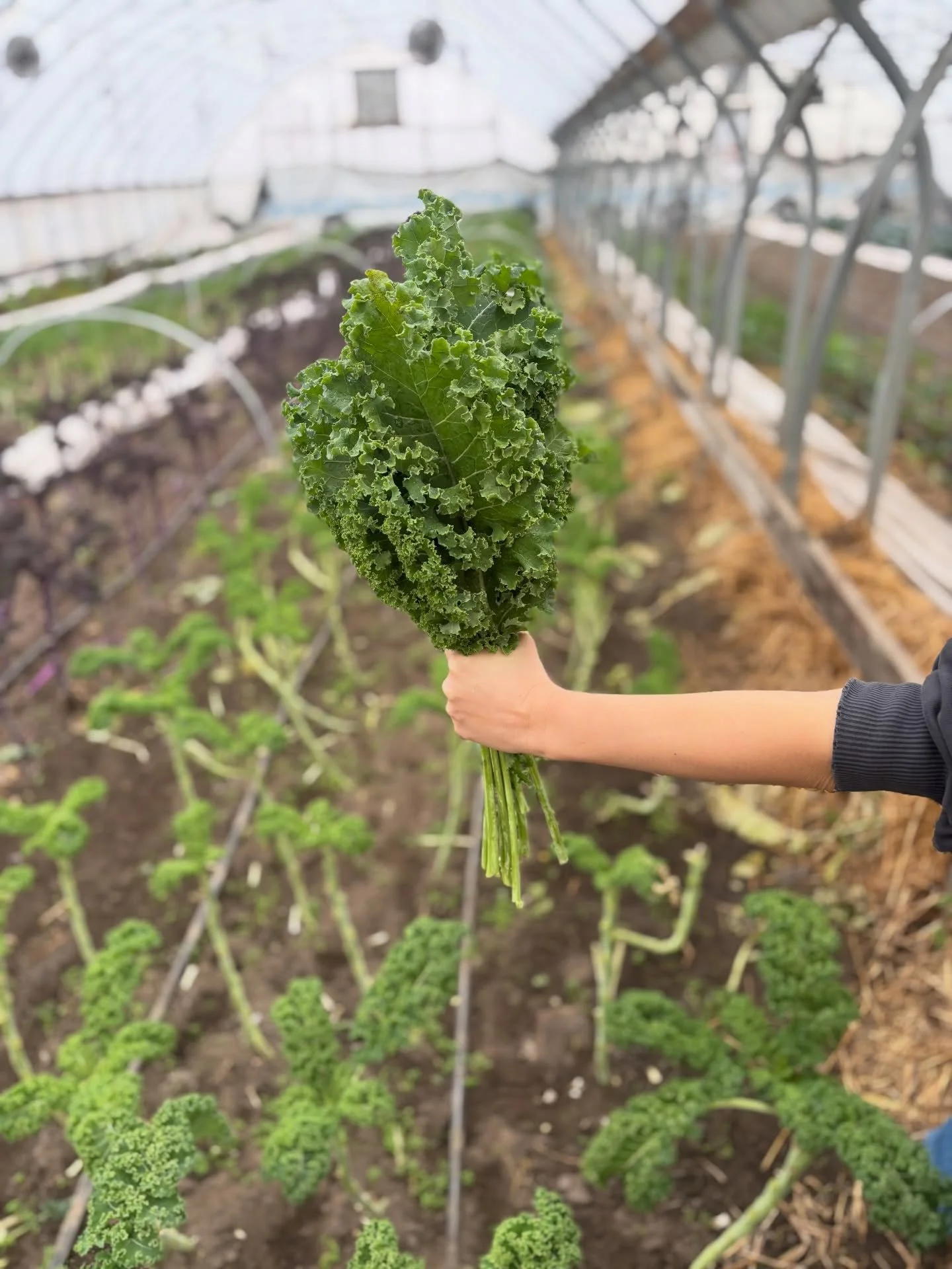 Here&rsquo;s what will be available for our &lsquo;Winter Greens&rsquo; pre-order sale next Saturday!! 

📣 We&rsquo;ll send an email out when we open the doors on Tuesday. 

If you want added to the email list, put a 📫 below and I&rsquo;ll reach ou