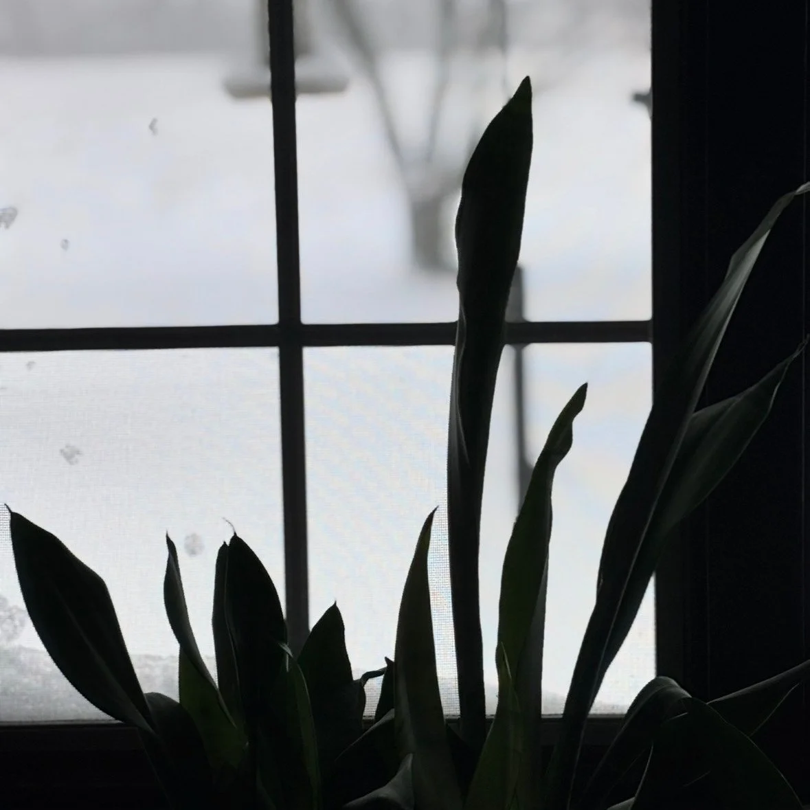 On this longest night of the year, this Winter Solstice, I'll take a pause.

I'll notice. I'll take time to count my blessings from this past year while holding space to release what is ready to fall away. 

This is how we slow down time. 
We get pre