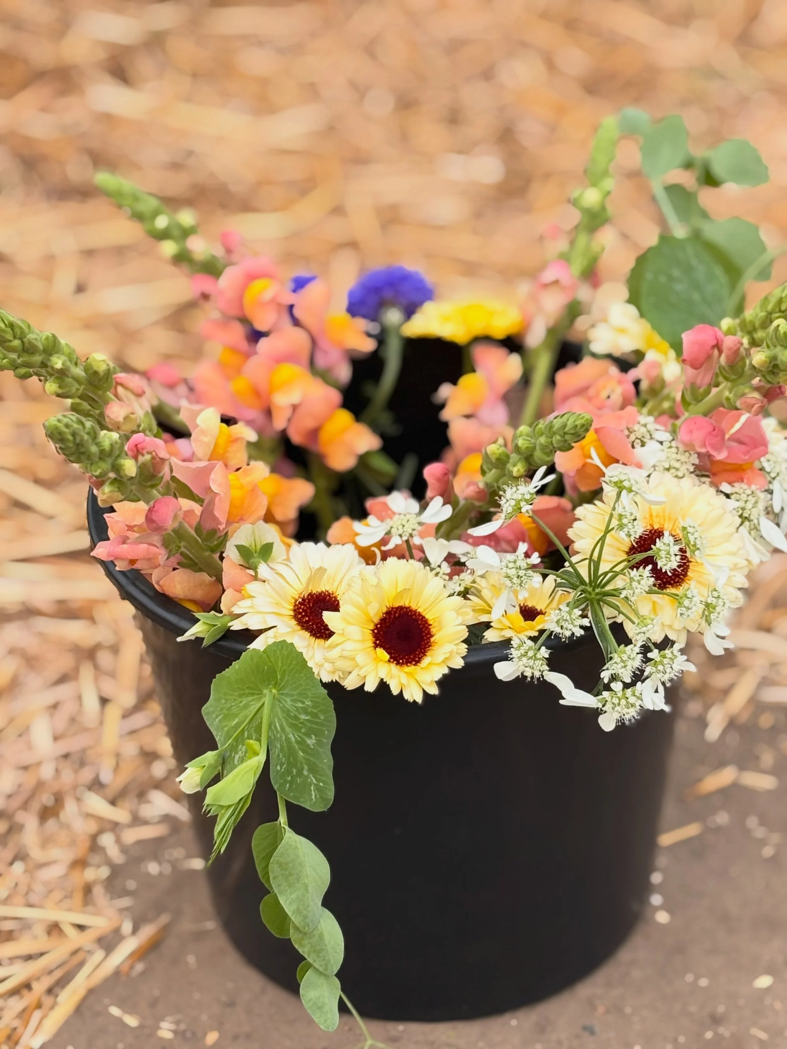 Well&hellip;. The magic is happening ✨ 

#flowerfarm #flowerstagram #flowerfarmer #organicflowers #smallfarmlife