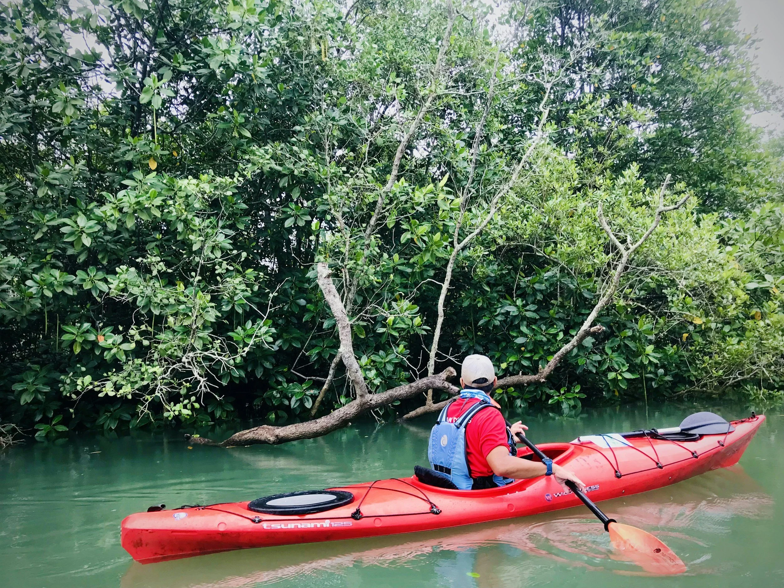 woman on SUP kayak tour of mangrove costa rica