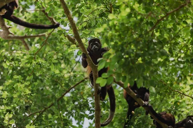 monkeys spotted at costa rica women's retreat