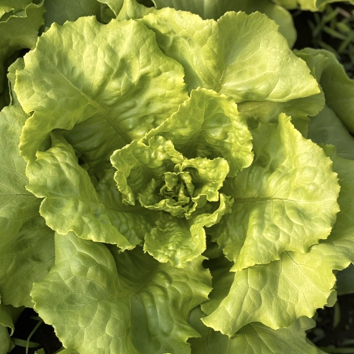 green-butterhead-organic-lettuce.jpg