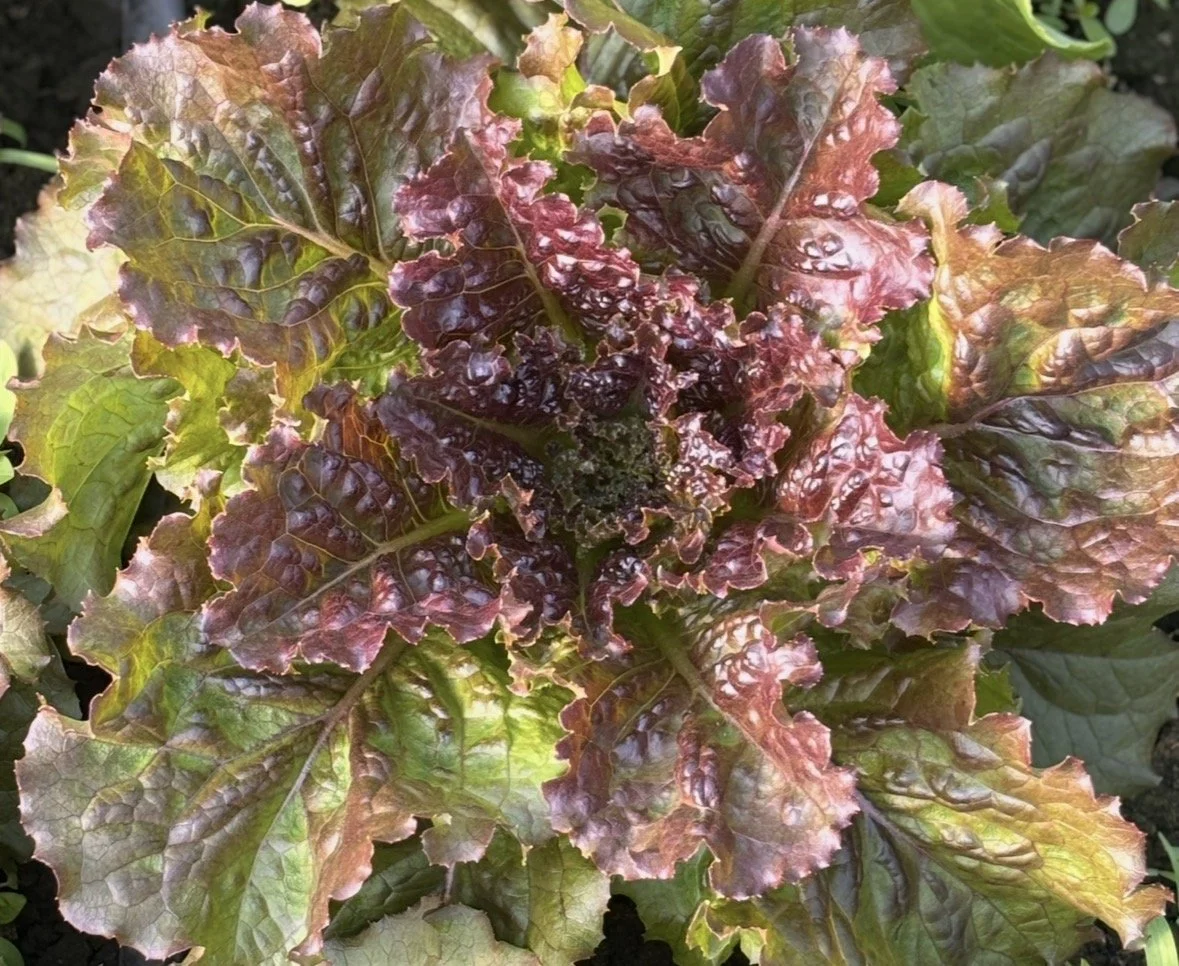red-summer-crisp-organic-lettuce.jpg