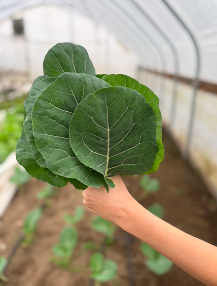 Screen Shot 2025-12-28 at 2.36.51 PM.png