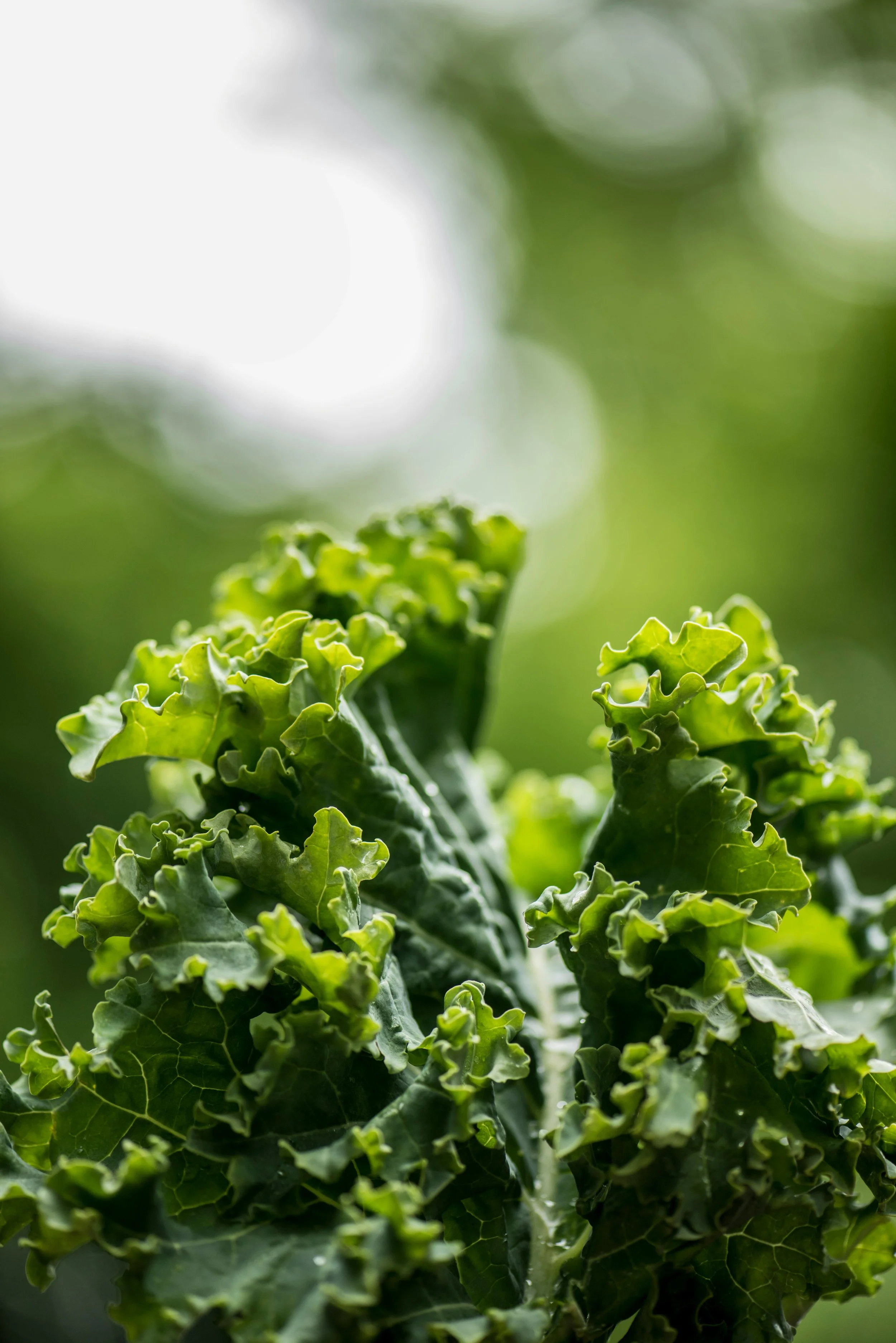 green curly kale