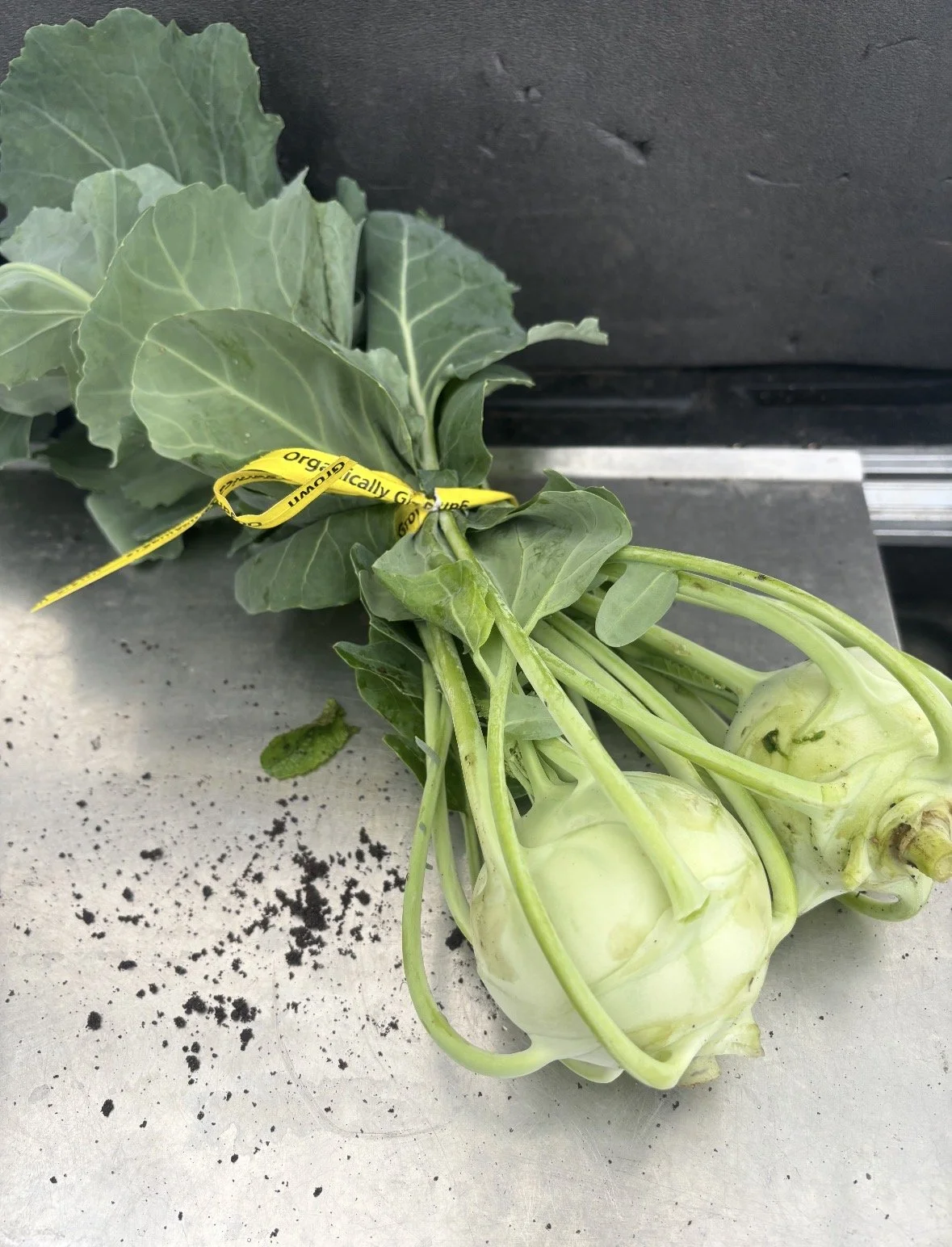 kohlrabi.jpg