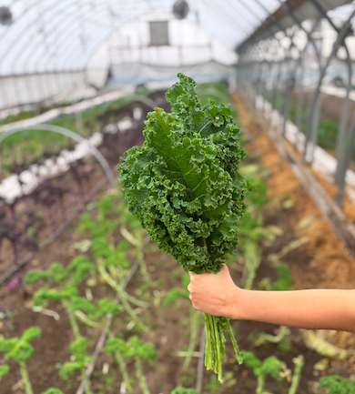 Screen Shot 2025-12-28 at 2.26.33 PM.png