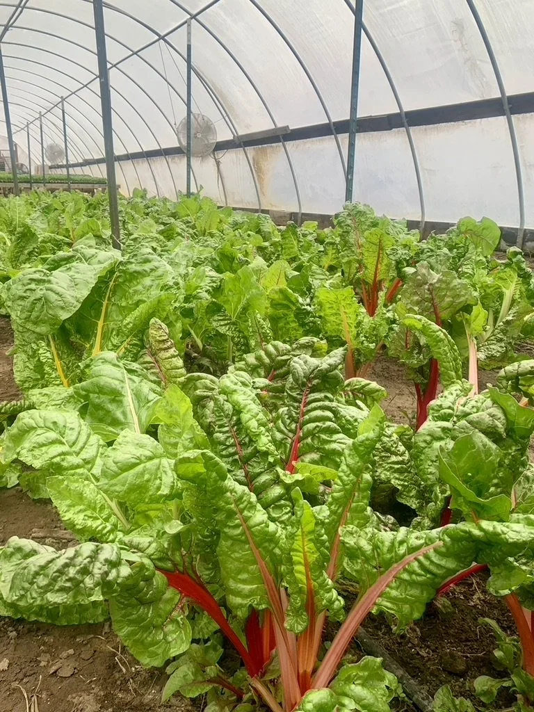 Green leafy Swiss chard growing inside a greenhouse.