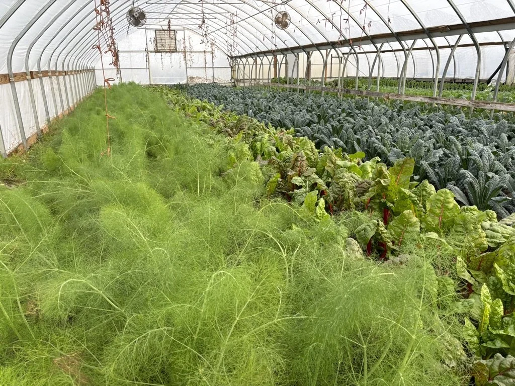 Inside a greenhouse with rows of leafy green vegetables, including fennel with feathery leaves on the left and lettuce and kale on the right.
