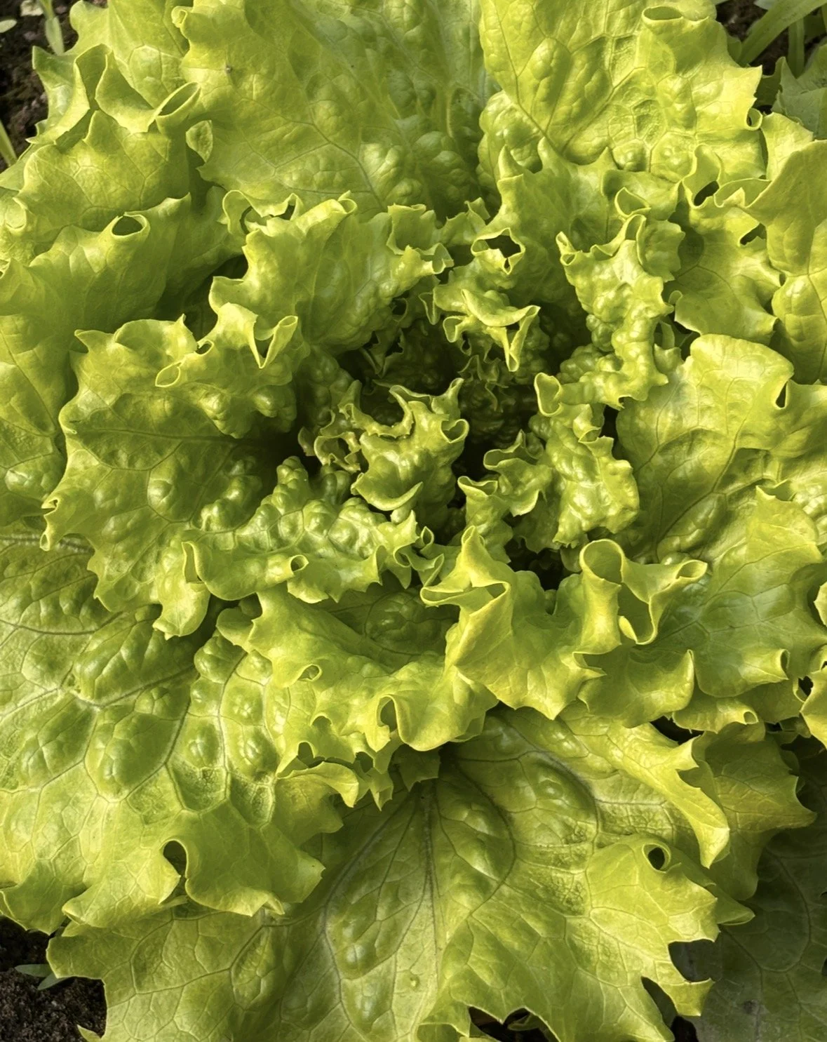 organic-green-leaf-lettuce.jpg