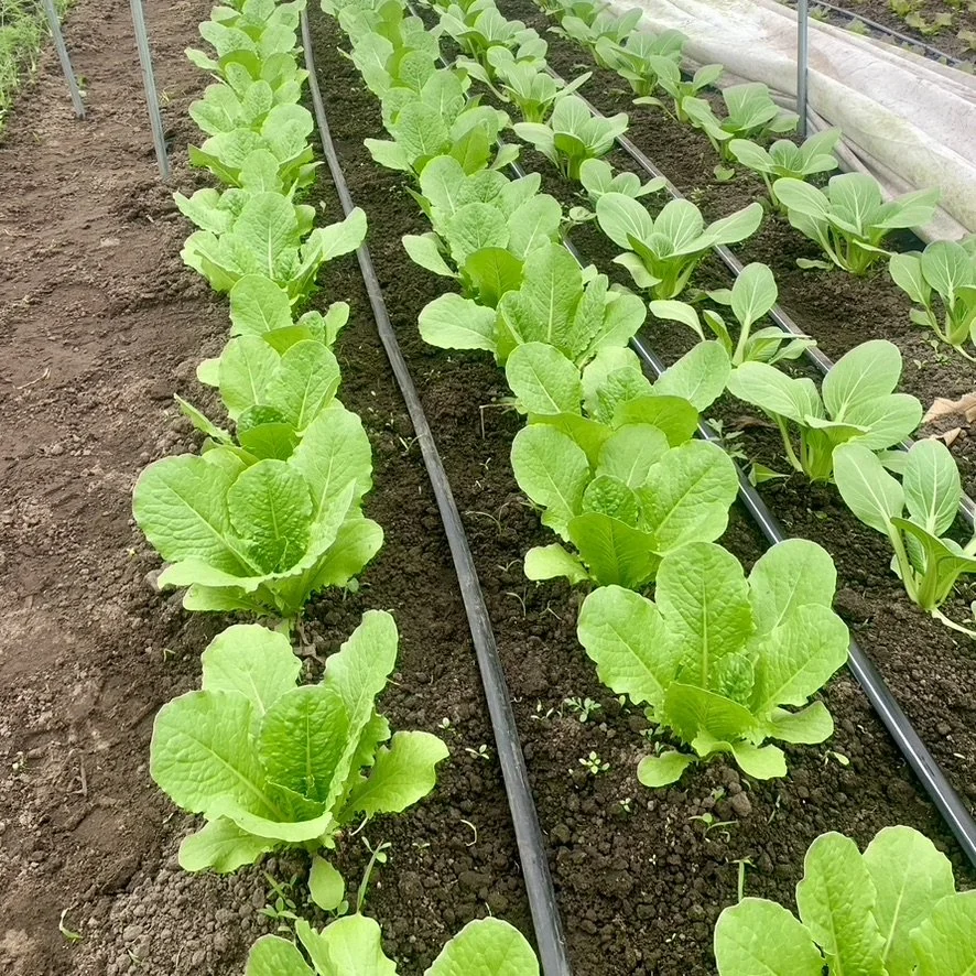 Rows of young lettuce plants growing in a garden with soil and an irrigation drip system.