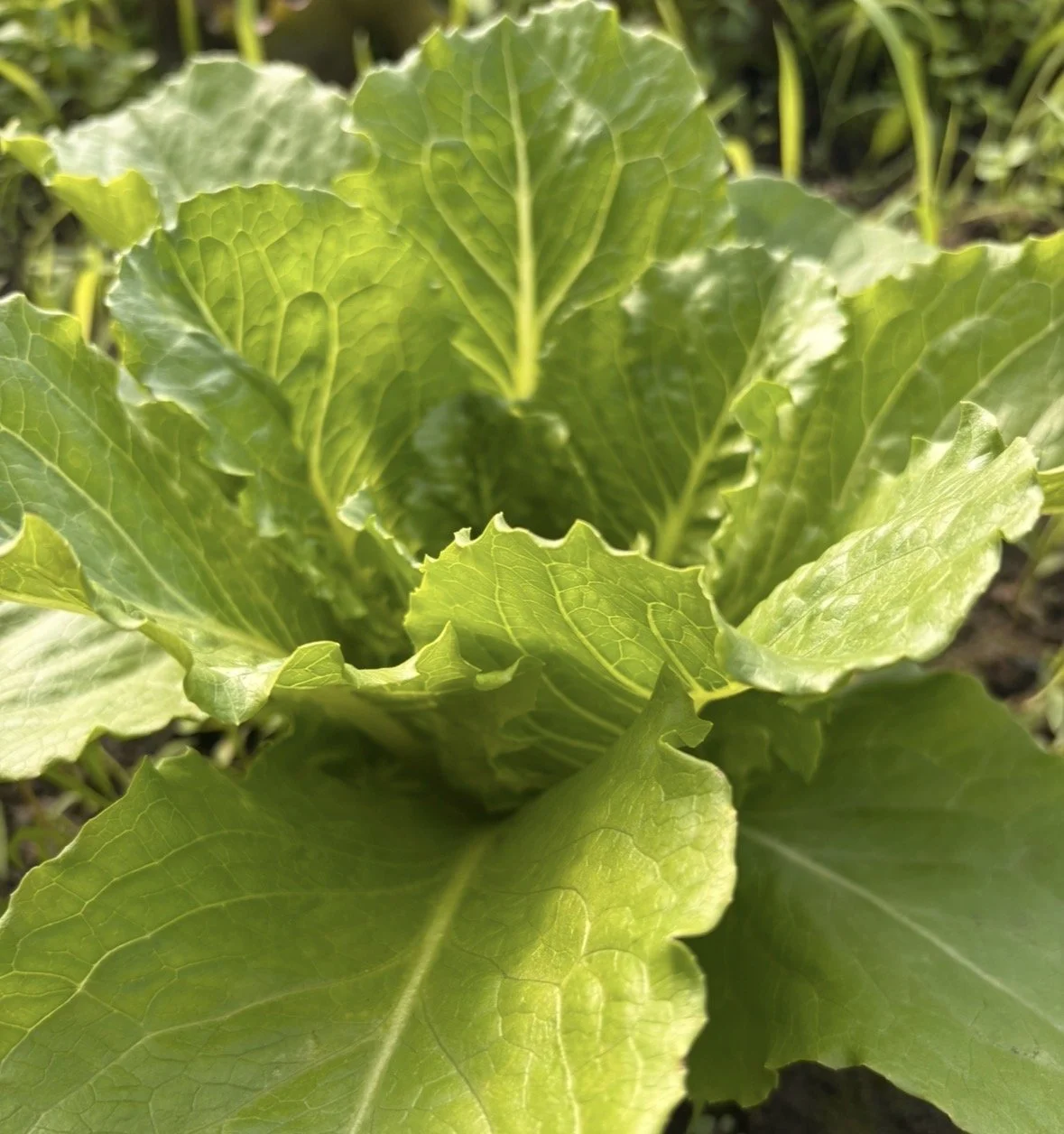 organic-romaine-lettuce.jpg