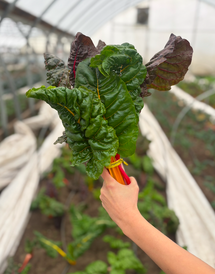 organic swiss chard in watseka