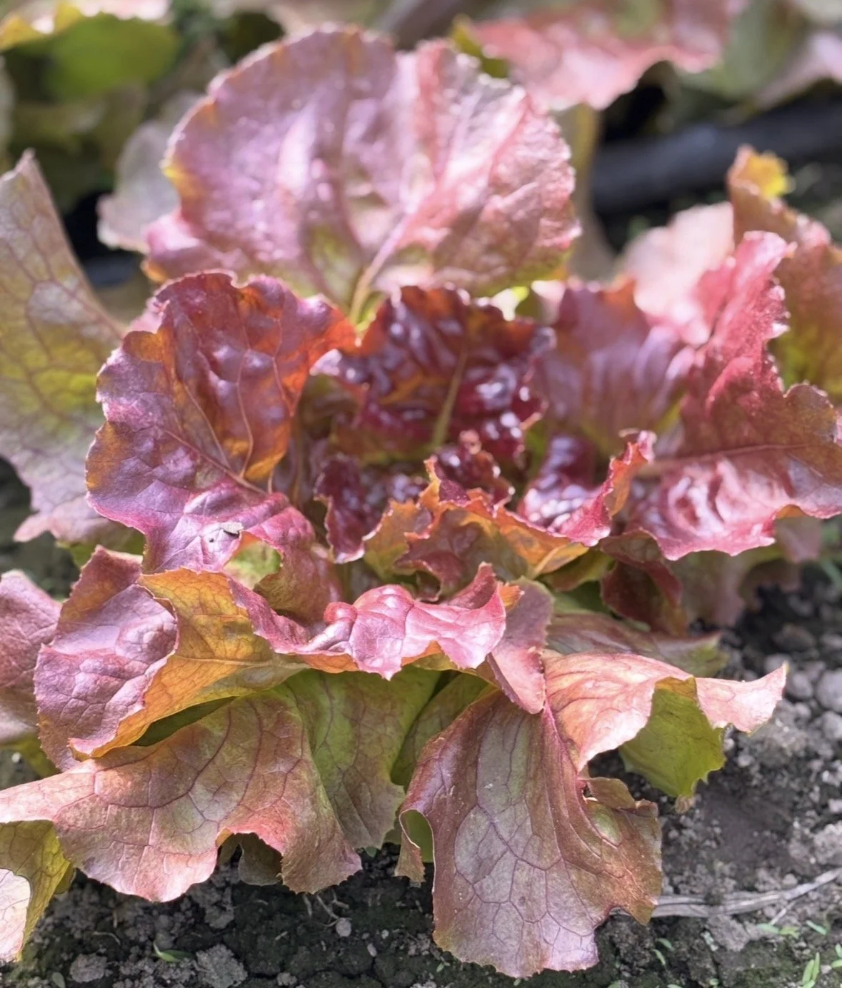 red-butterhead-organic-lettuce.jpg