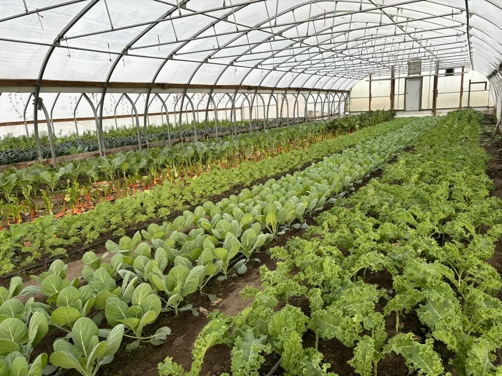 Inside a greenhouse with rows of various green leafy vegetables growing in soil.