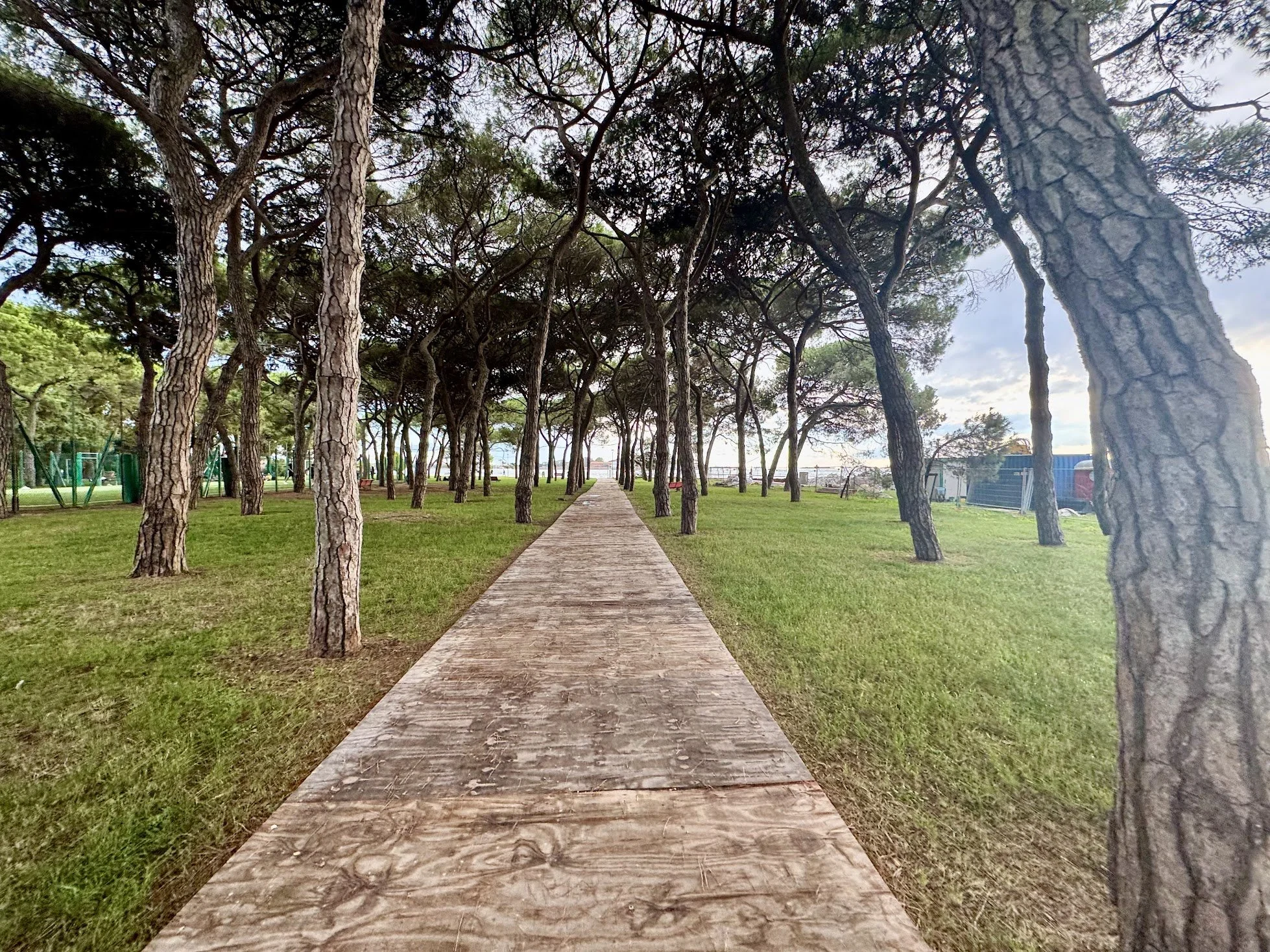 A paved walkway through a park lined with tall, bending pine trees on both sides, with grass and a few benches nearby.