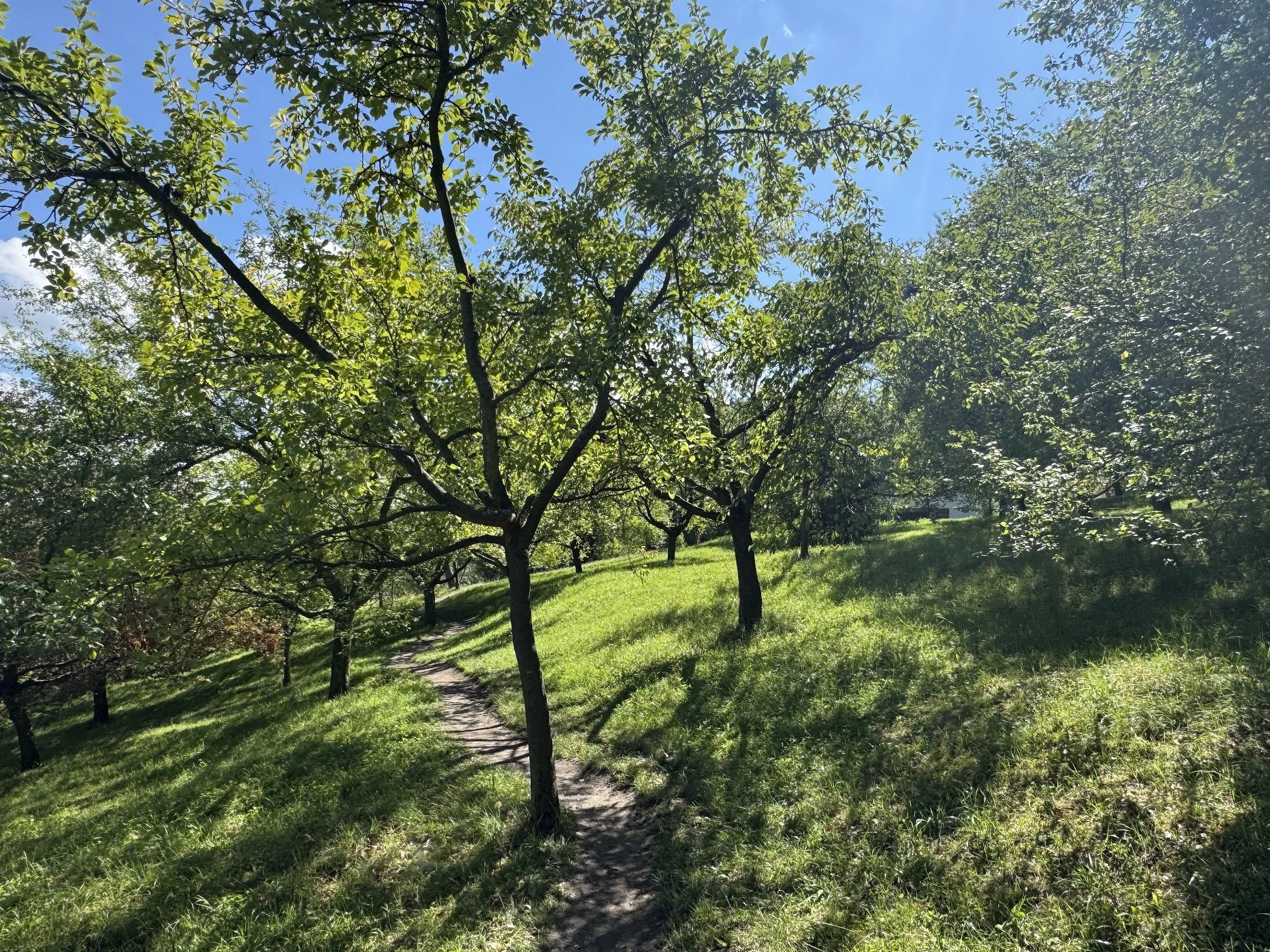 A sunny day in a park or garden with a narrow dirt path winding through lush green grass and trees with full leafy branches. The sky is clear and blue.