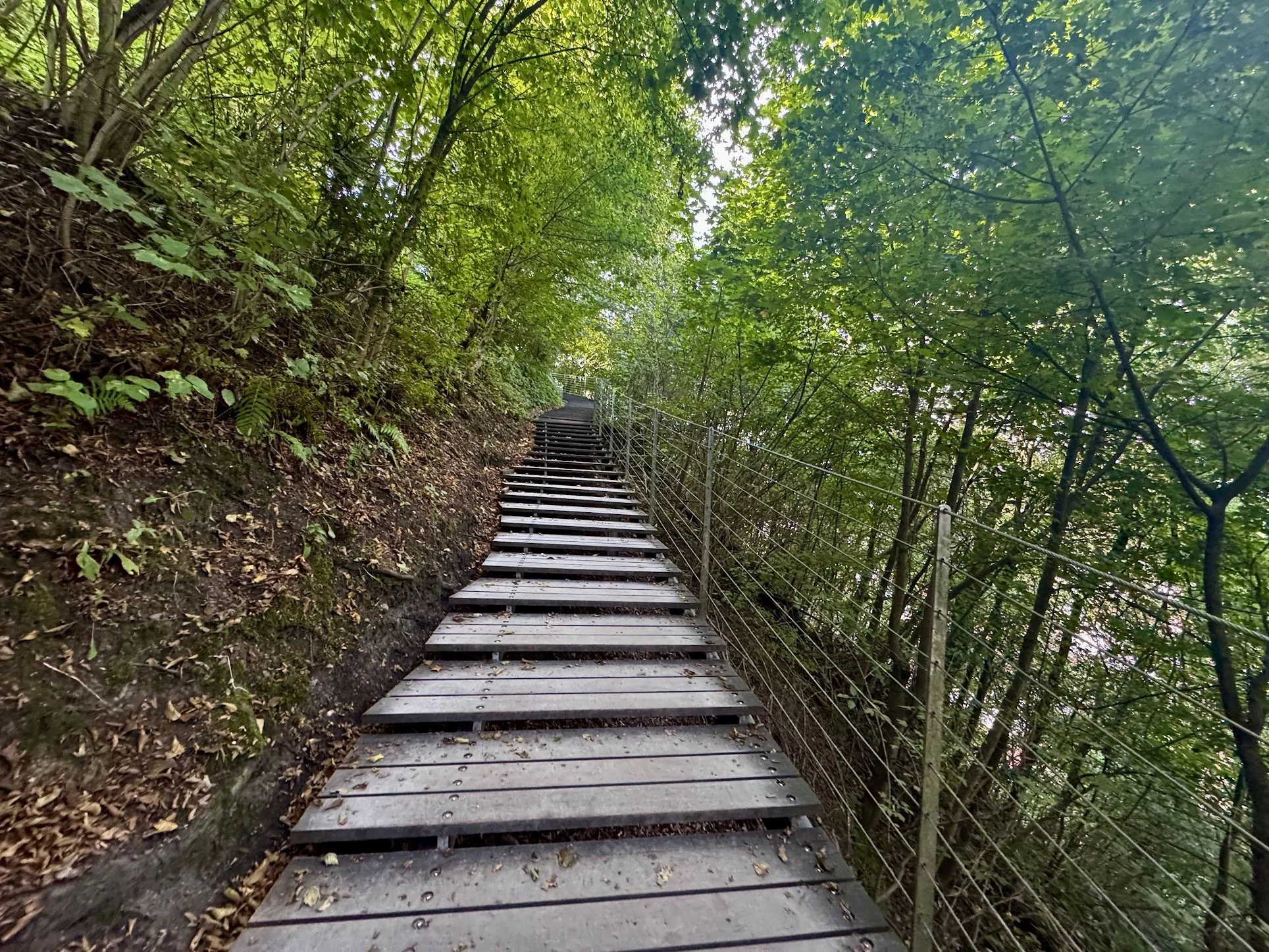 A wooden staircase with metal railings on each side leading through a green forested area.