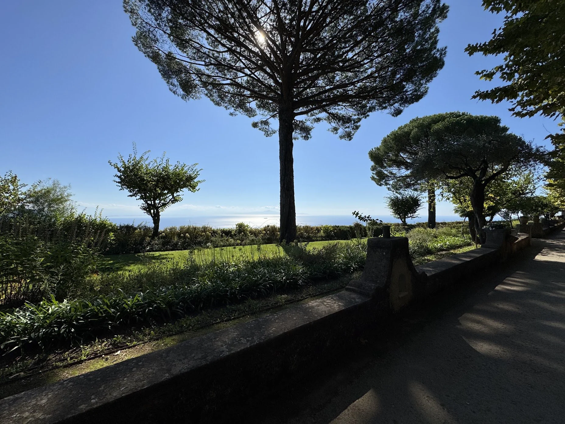 View of a large pine tree with sun shining through its branches, overlooking a coastal landscape with the ocean in the distance, and a row of smaller trees and shrubs along a sidewalk in the foreground.