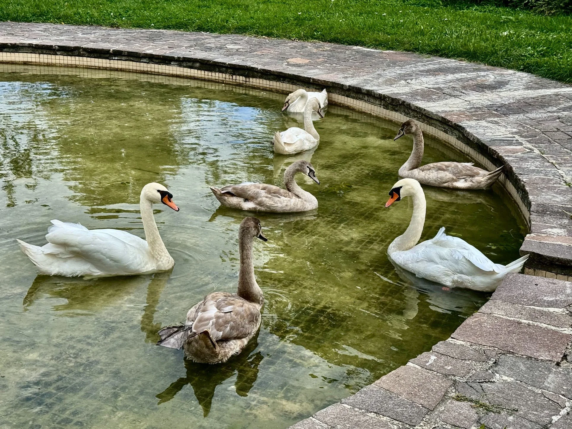 Swans swimming in a pond, some with gray feathers and some with white, near a stone walkway and grassy area.