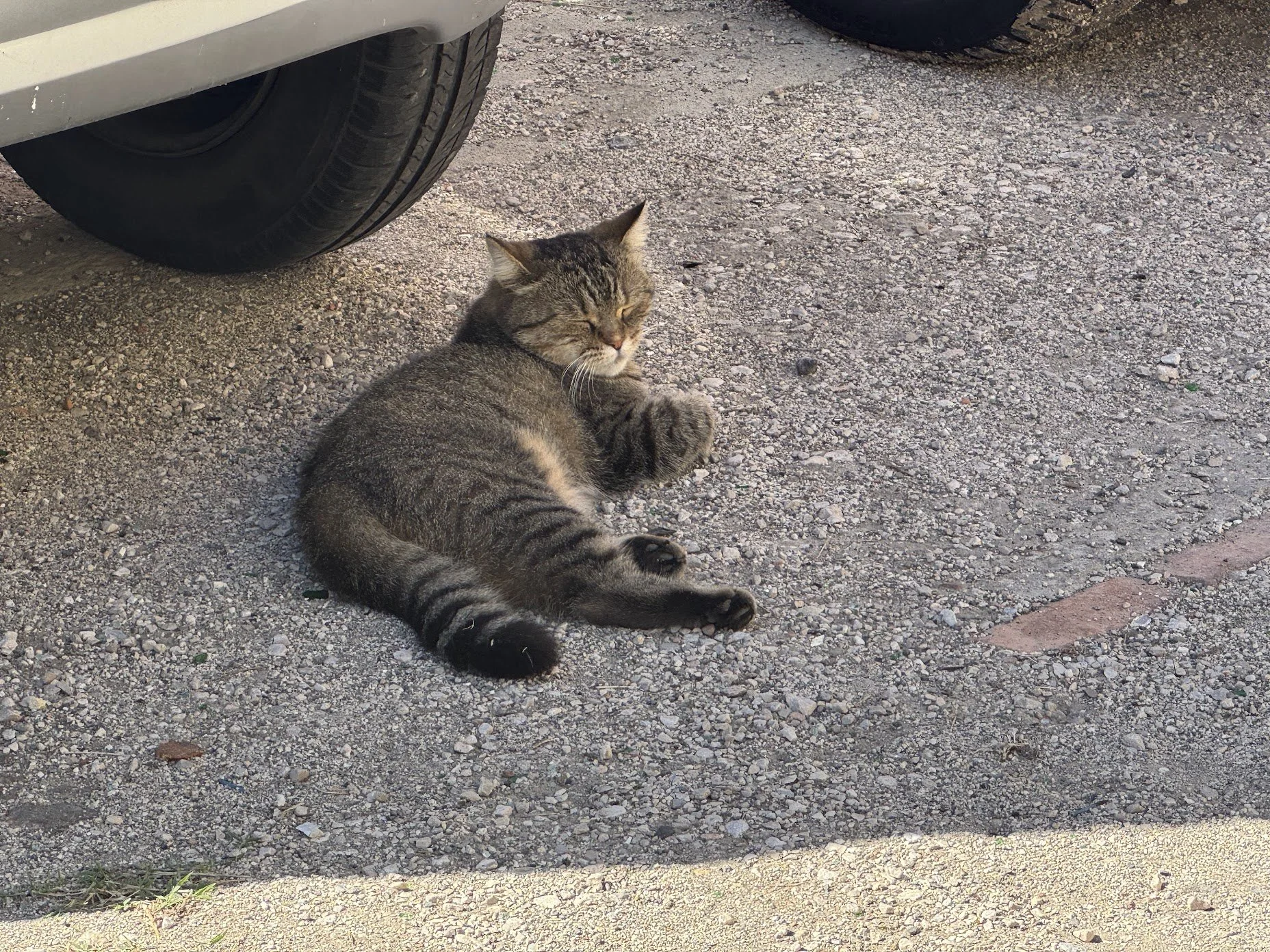 A gray tabby cat lying on a gravel driveway, with its eyes closed and front paw raised. The rear portion of a white car with a large tire is visible in the upper left corner, and a section of another tire is in the upper right. The scene is illuminat