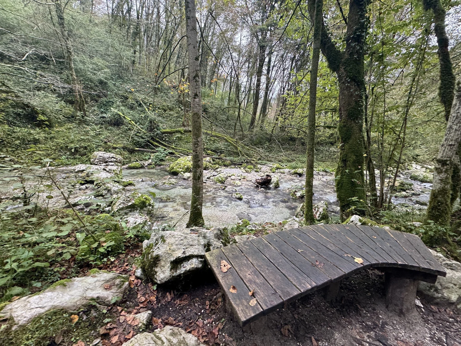 A wooden footbridge over a rocky creek in a forest with tall trees and green foliage.