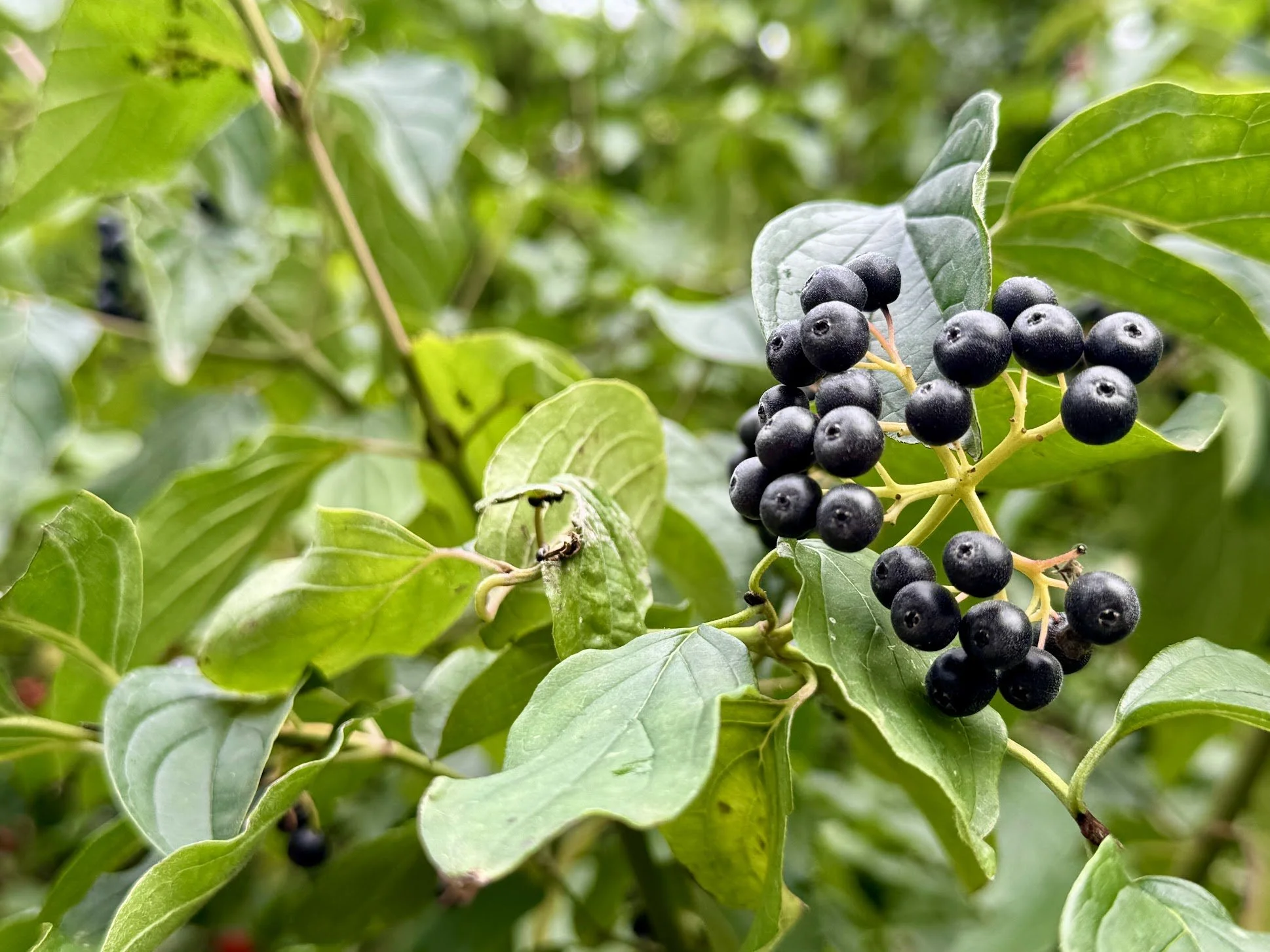 Close-up of a cluster of black berries on a plant surrounded by green leaves.