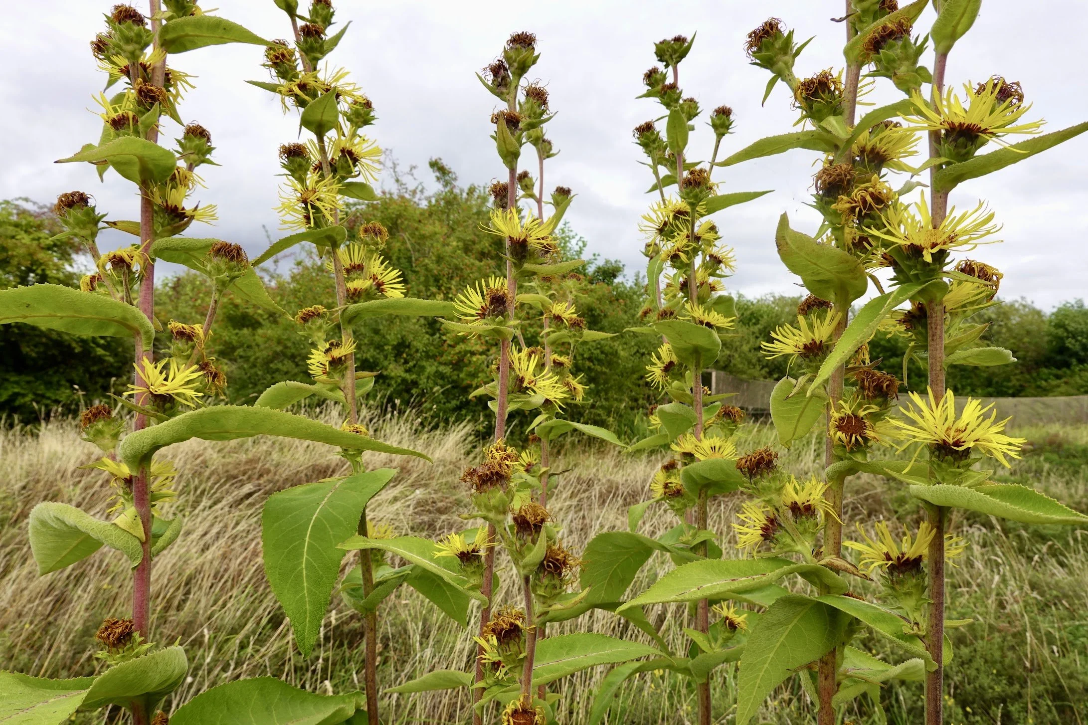 Tall plants with yellow flowers and green leaves in a field, with trees and cloudy sky in the background.
