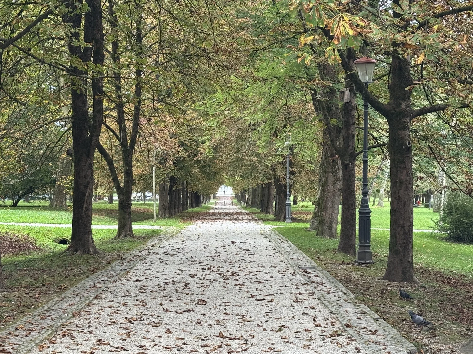 Pathway in a park lined with trees and street lamps, autumn leaves scattered on the ground.
