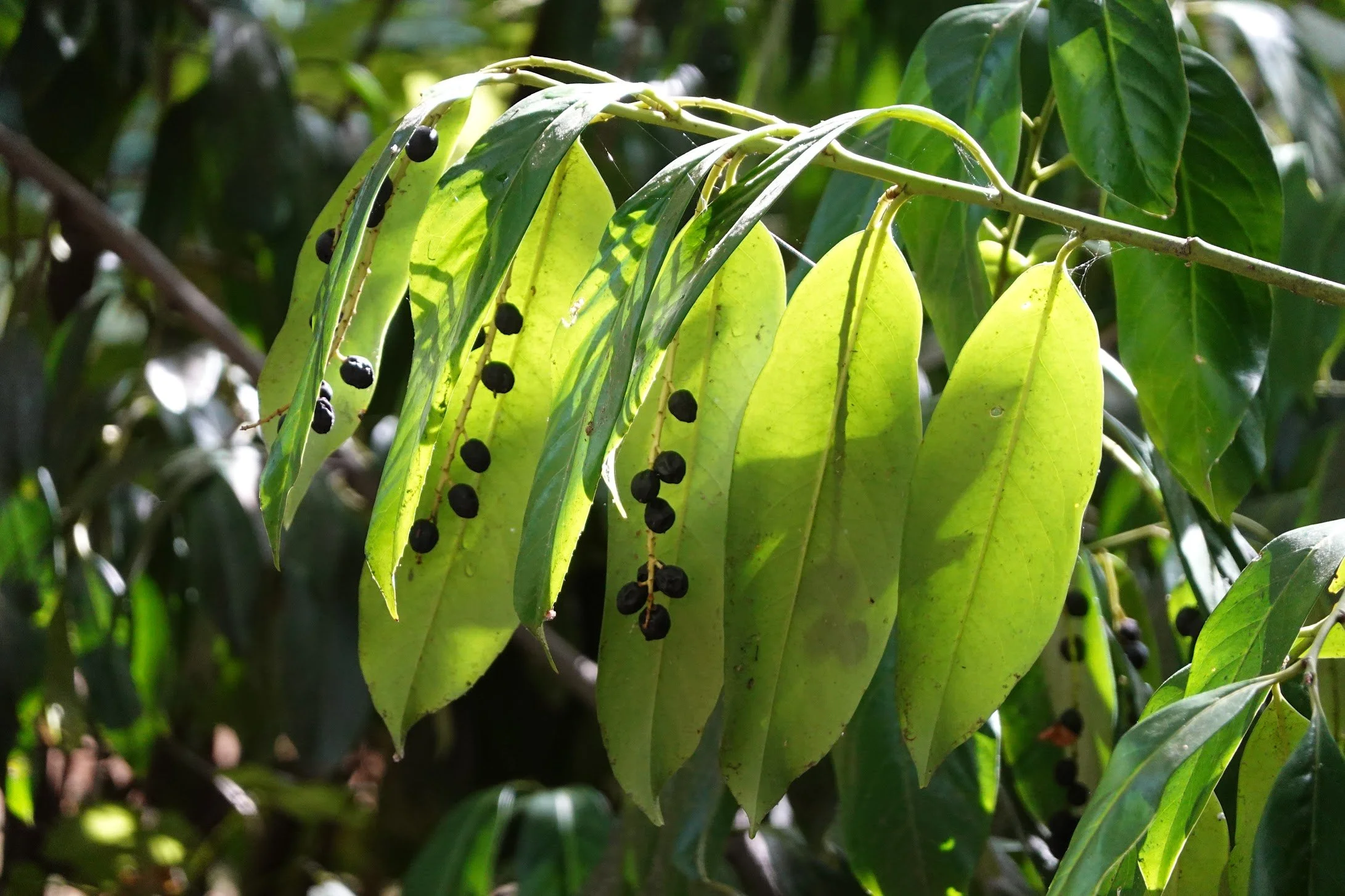 Close-up of green leaves with small black berries growing on a branch in sunlight.